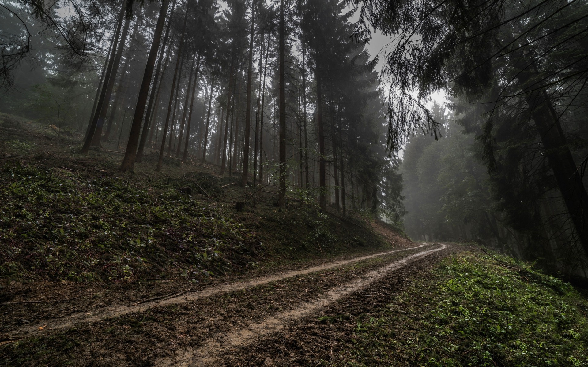 Misty forest road in Germany HD Wallpaper
