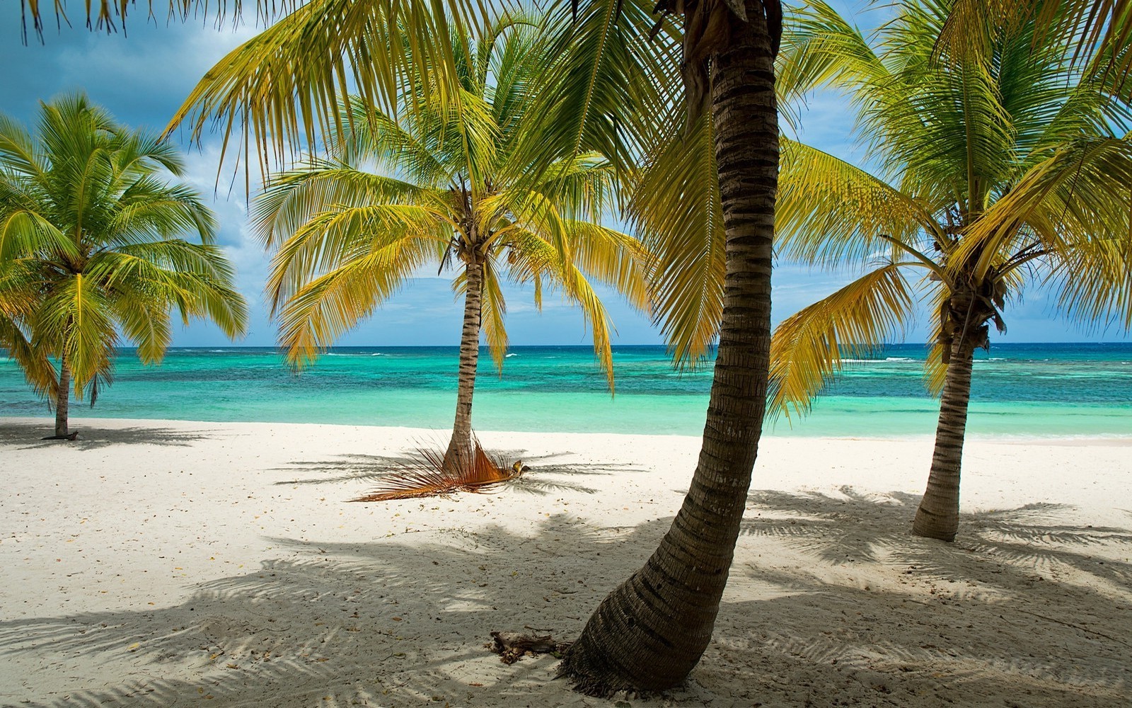 Tropical beach with palm trees and turquoise water HD Wallpaper