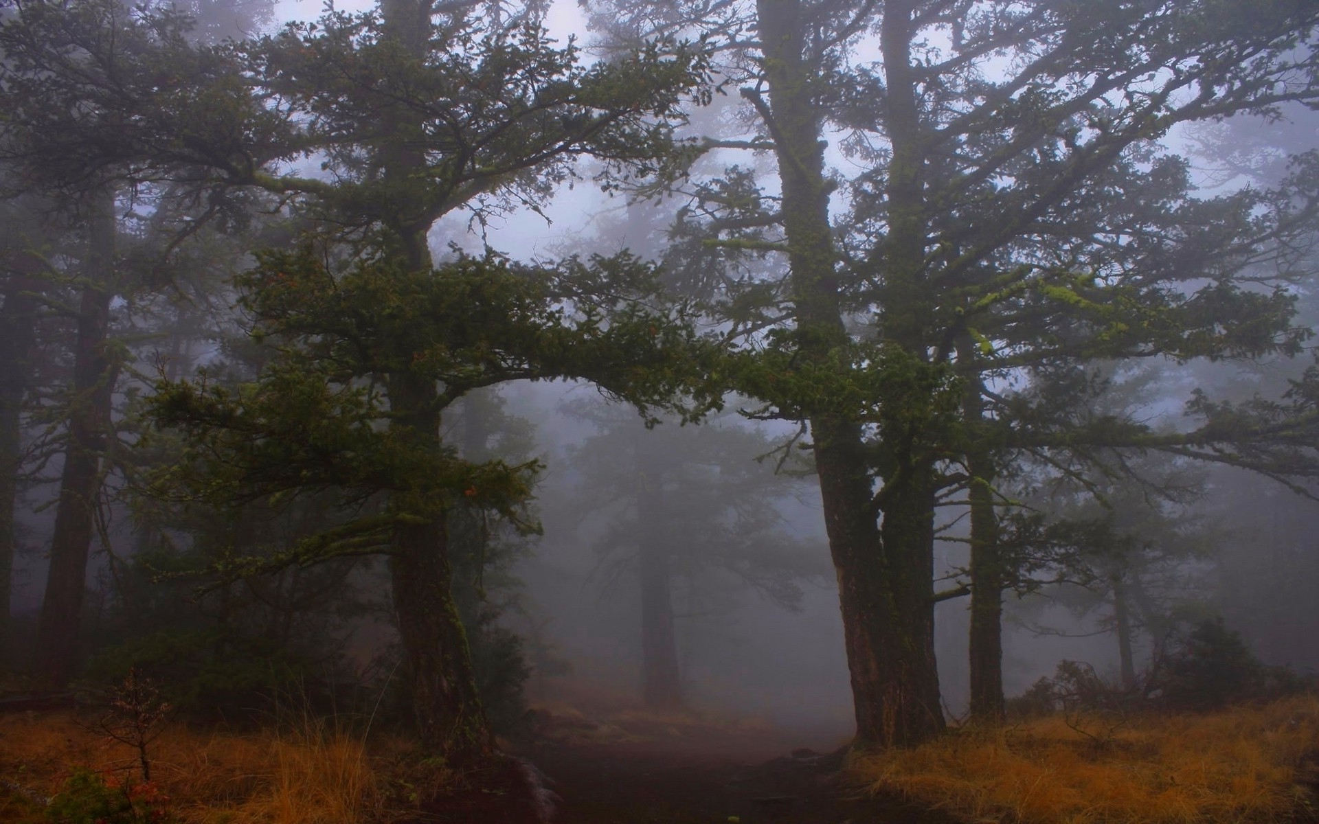 Misty forest path with trees and dry grass HD Wallpaper