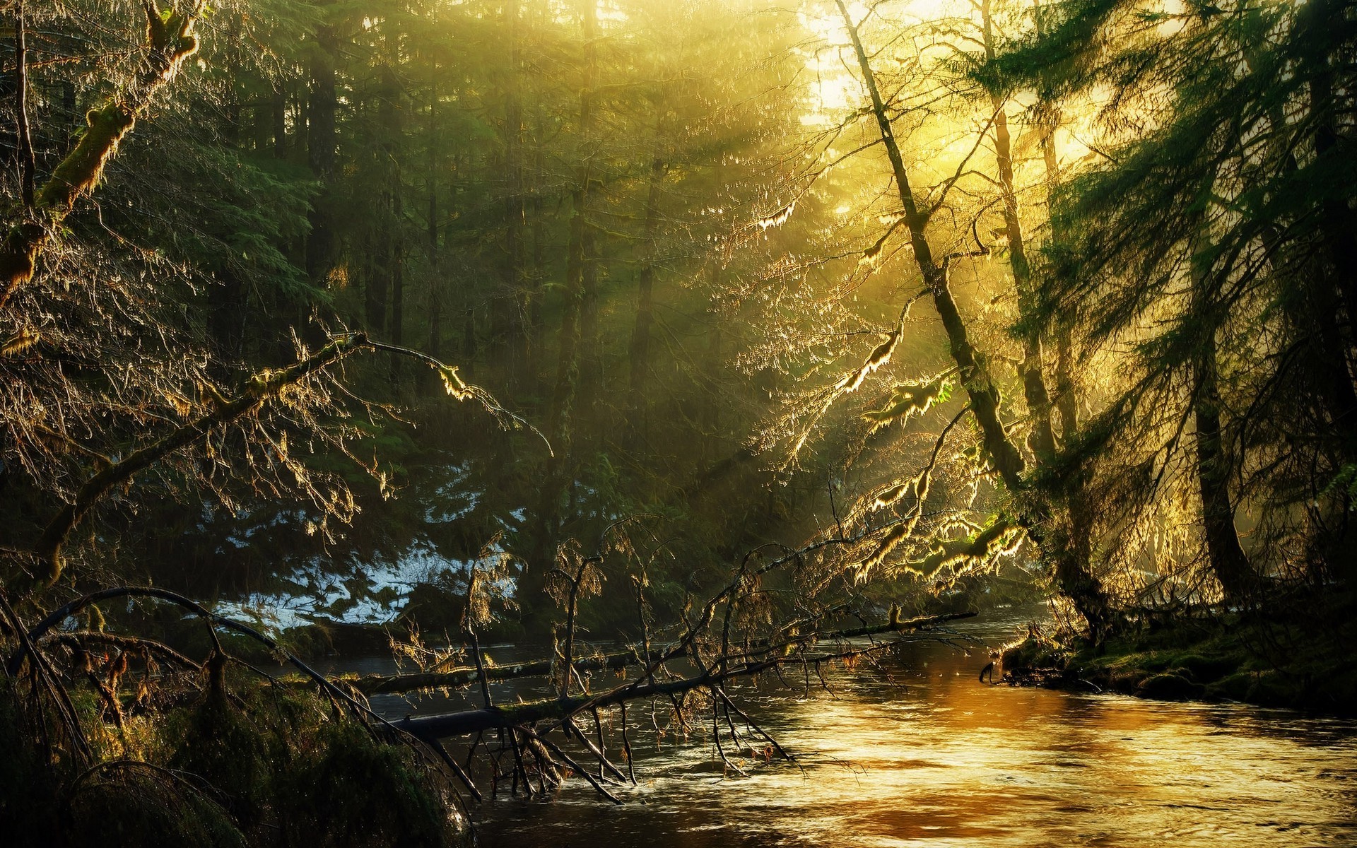 Sunlight filtering through trees onto a river HD Wallpaper