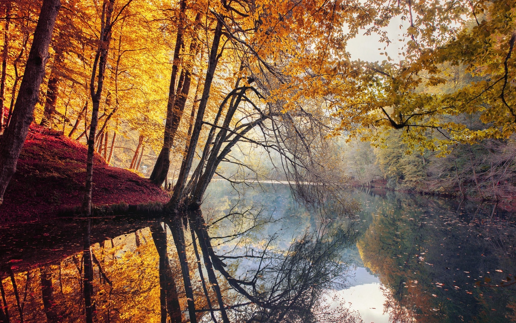 Autumn forest with lake and reflections HD Wallpaper