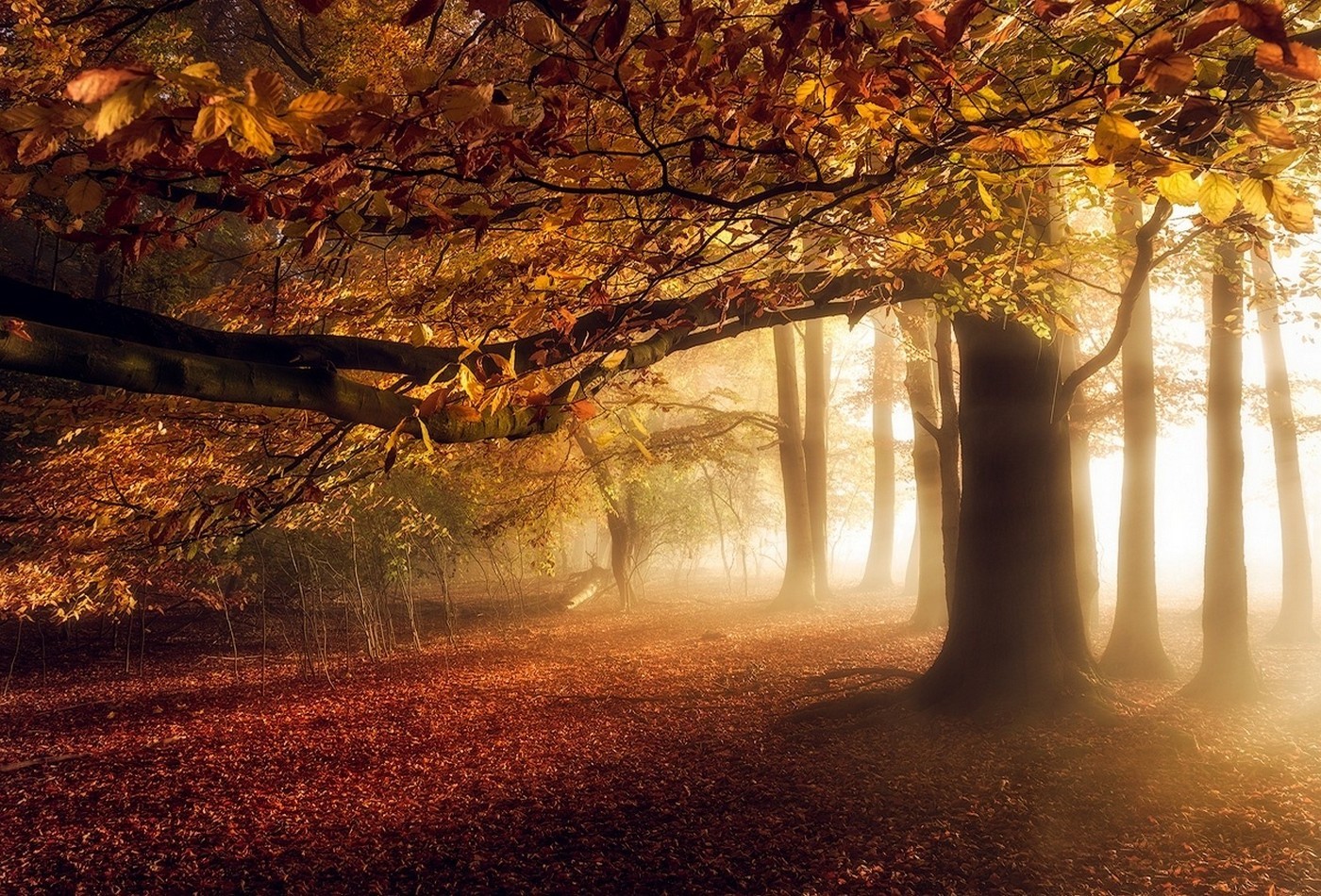 Autumn forest with mist and sunlight filtering through trees HD Wallpaper
