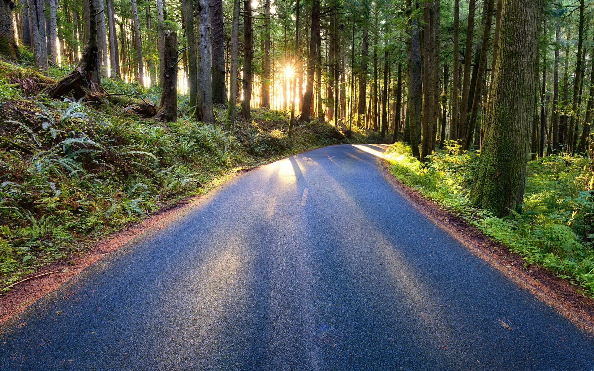 Road through a sunlit forest HD Wallpaper