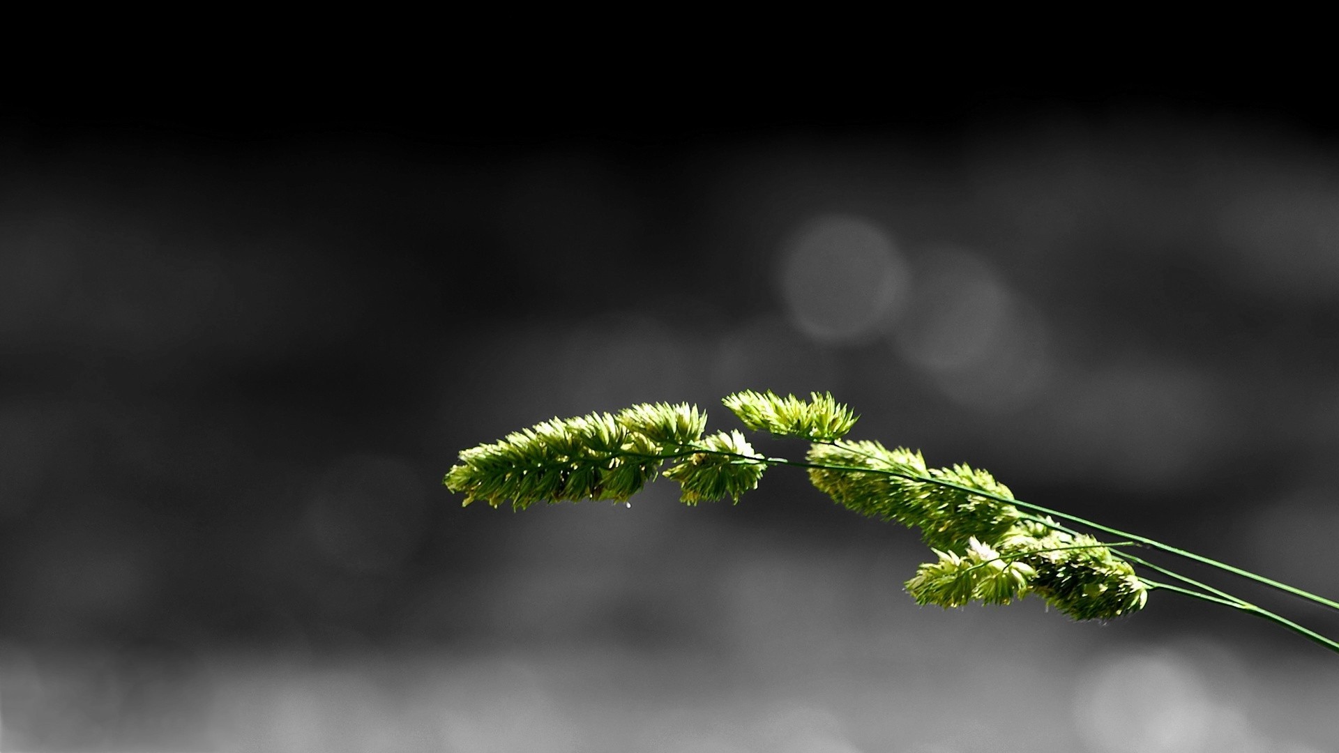 Macro shot of green grass seed heads HD Wallpaper