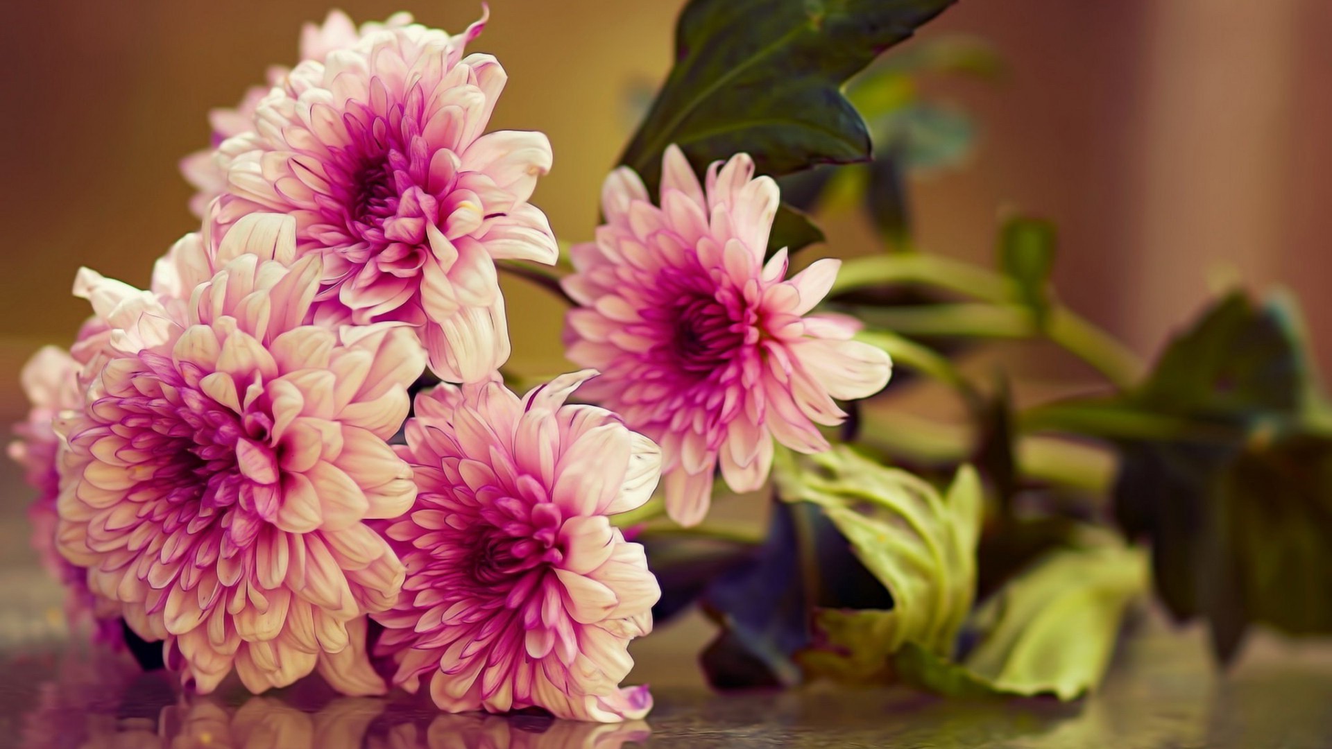 Pink and white chrysanthemums with green leaves HD Wallpaper