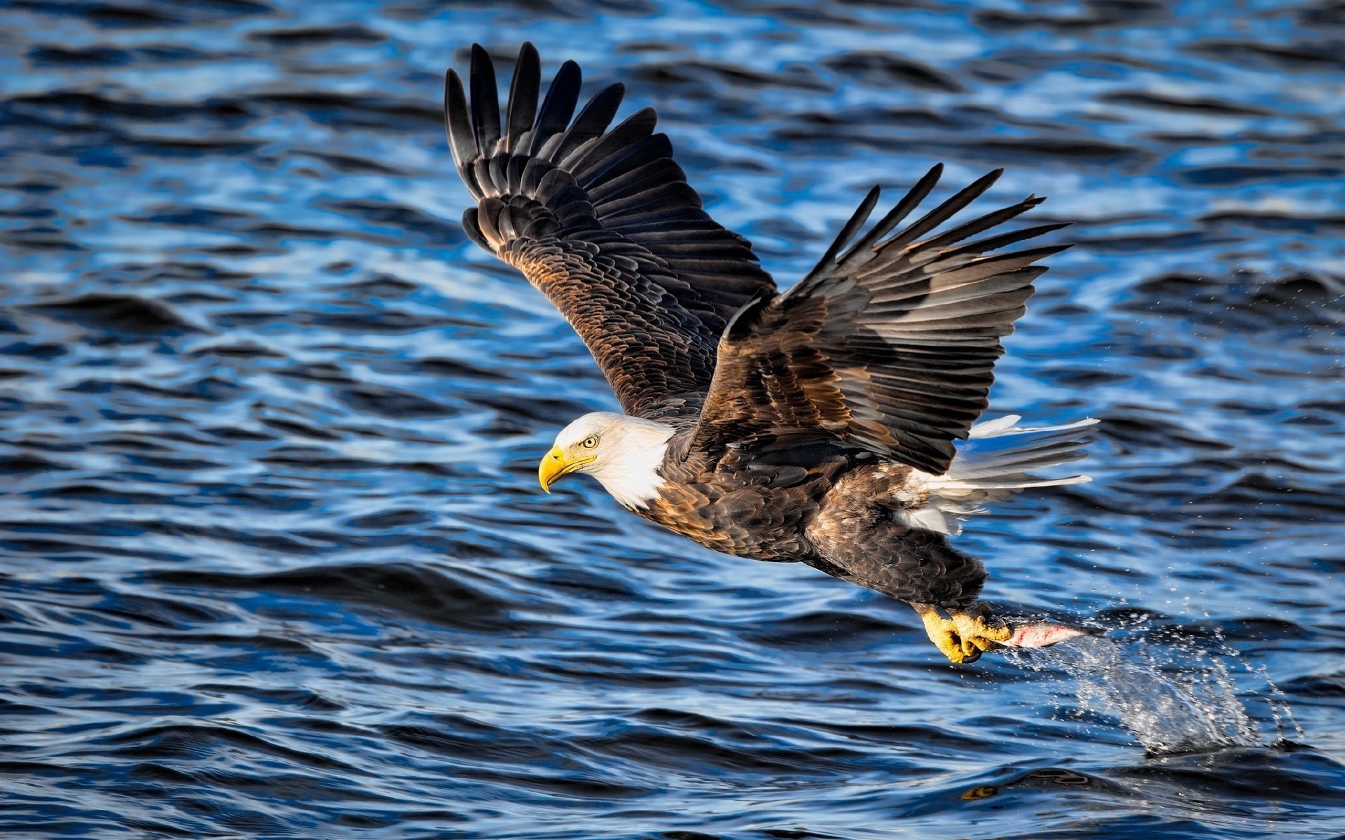 Bald eagle catching a fish in the water HD Wallpaper