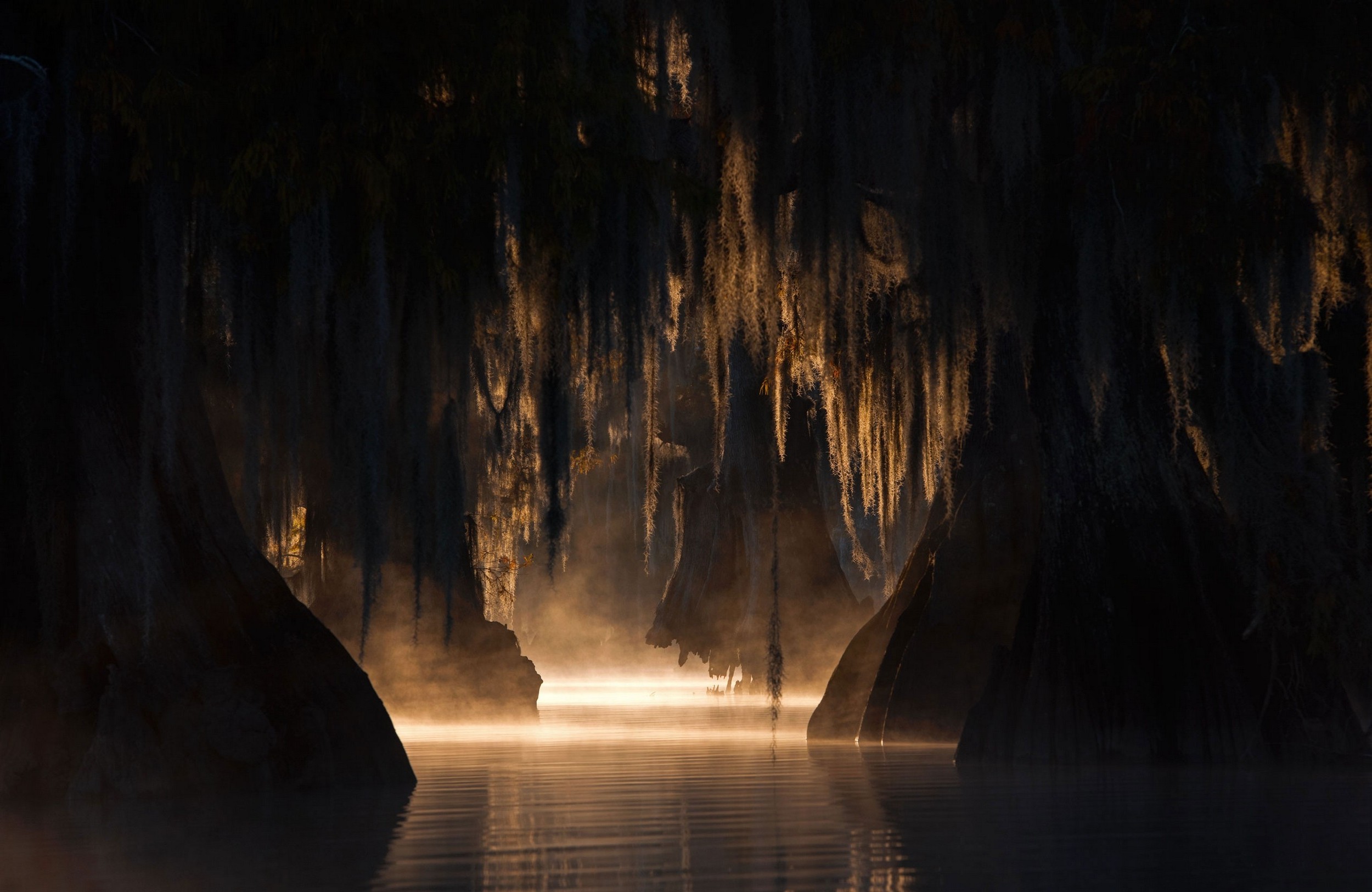 Misty swamp with Spanish moss at sunrise HD Wallpaper