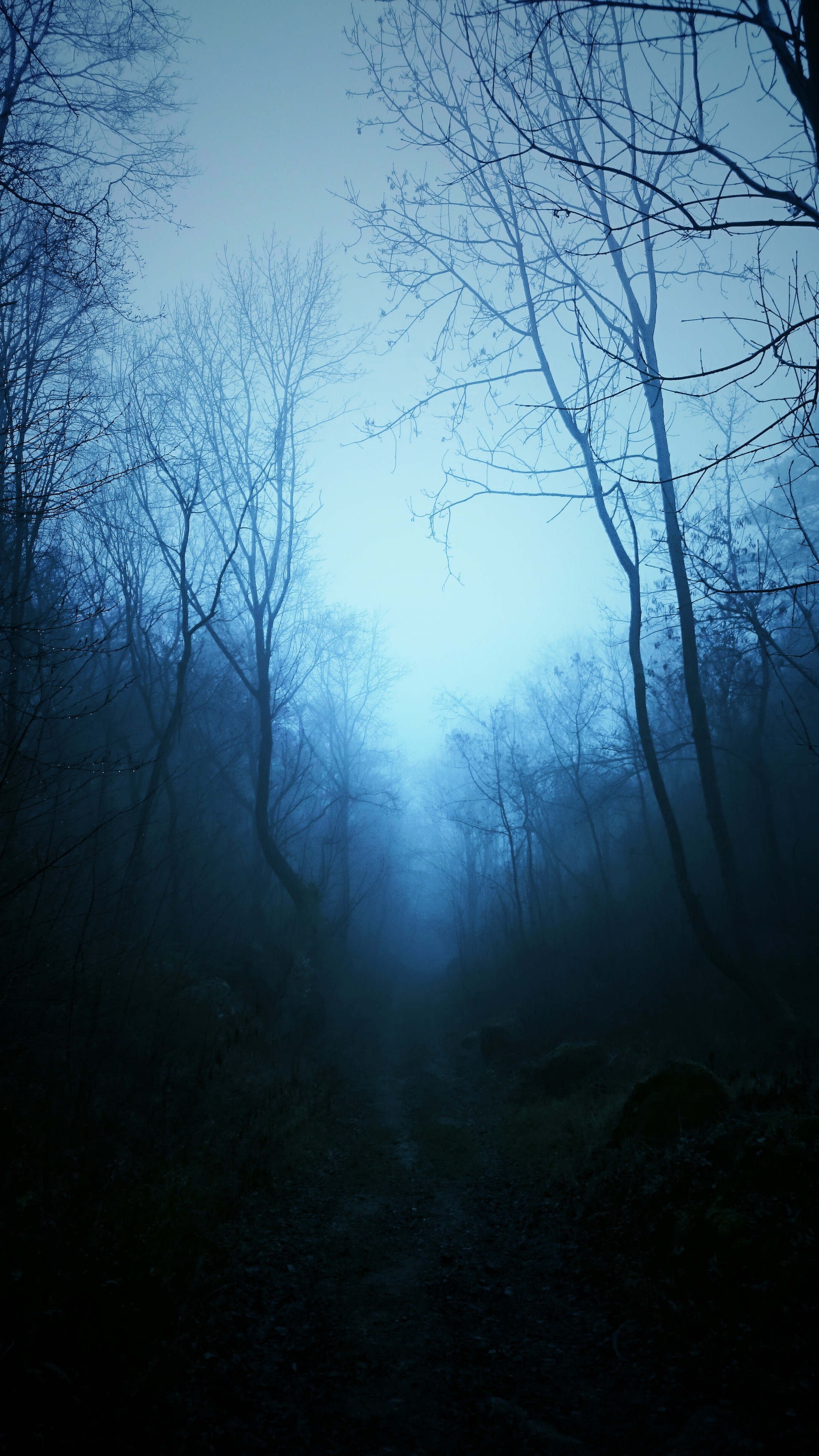 Misty forest path with bare trees HD Wallpaper