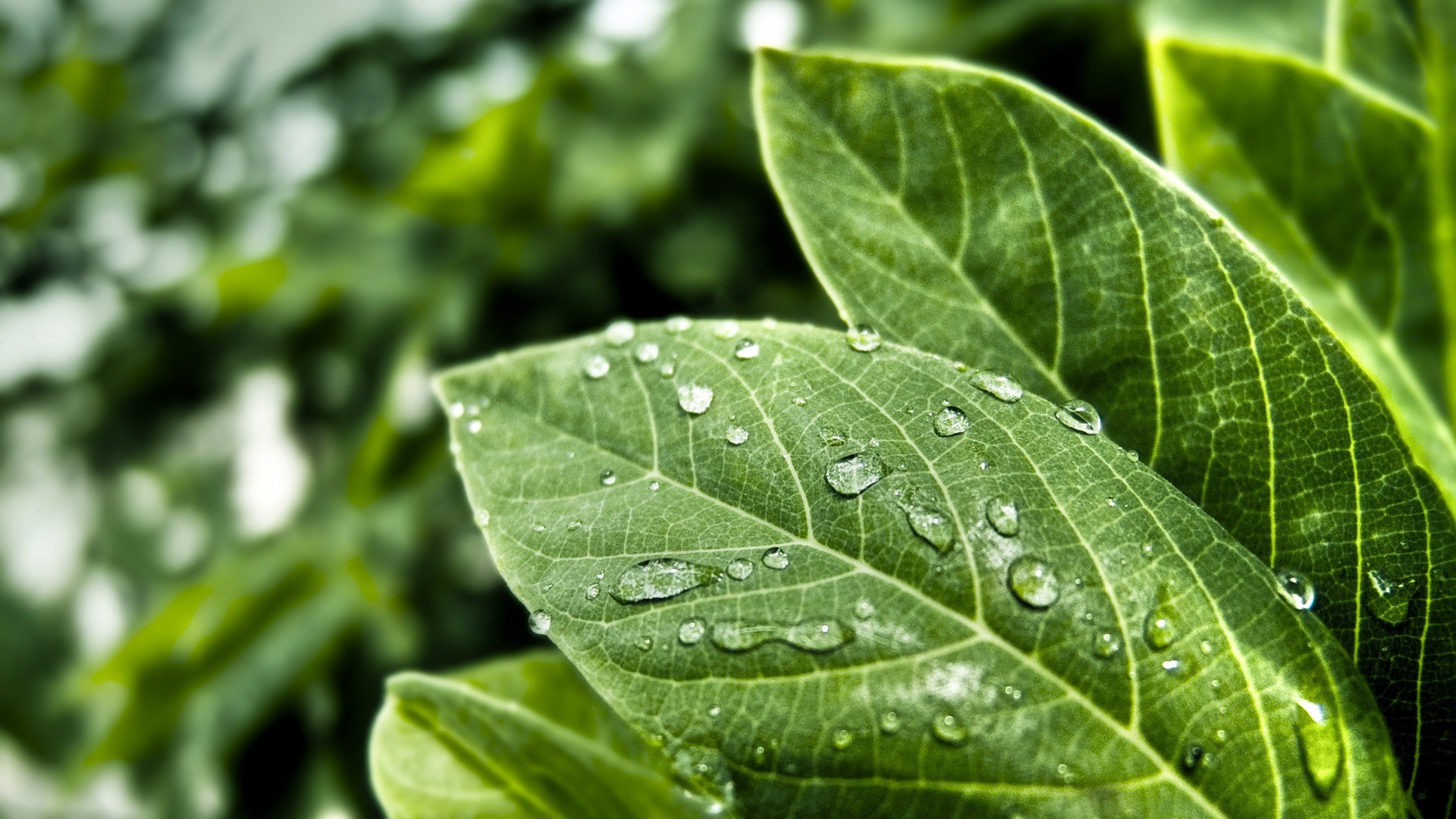 Green leaves with water drops macro photography HD Wallpaper