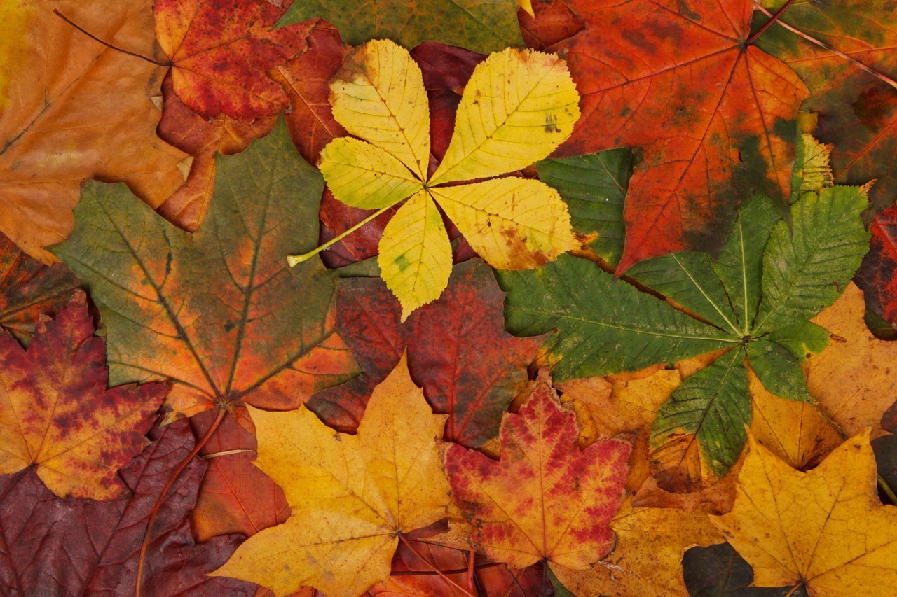 Colorful autumn leaves on the ground HD Wallpaper