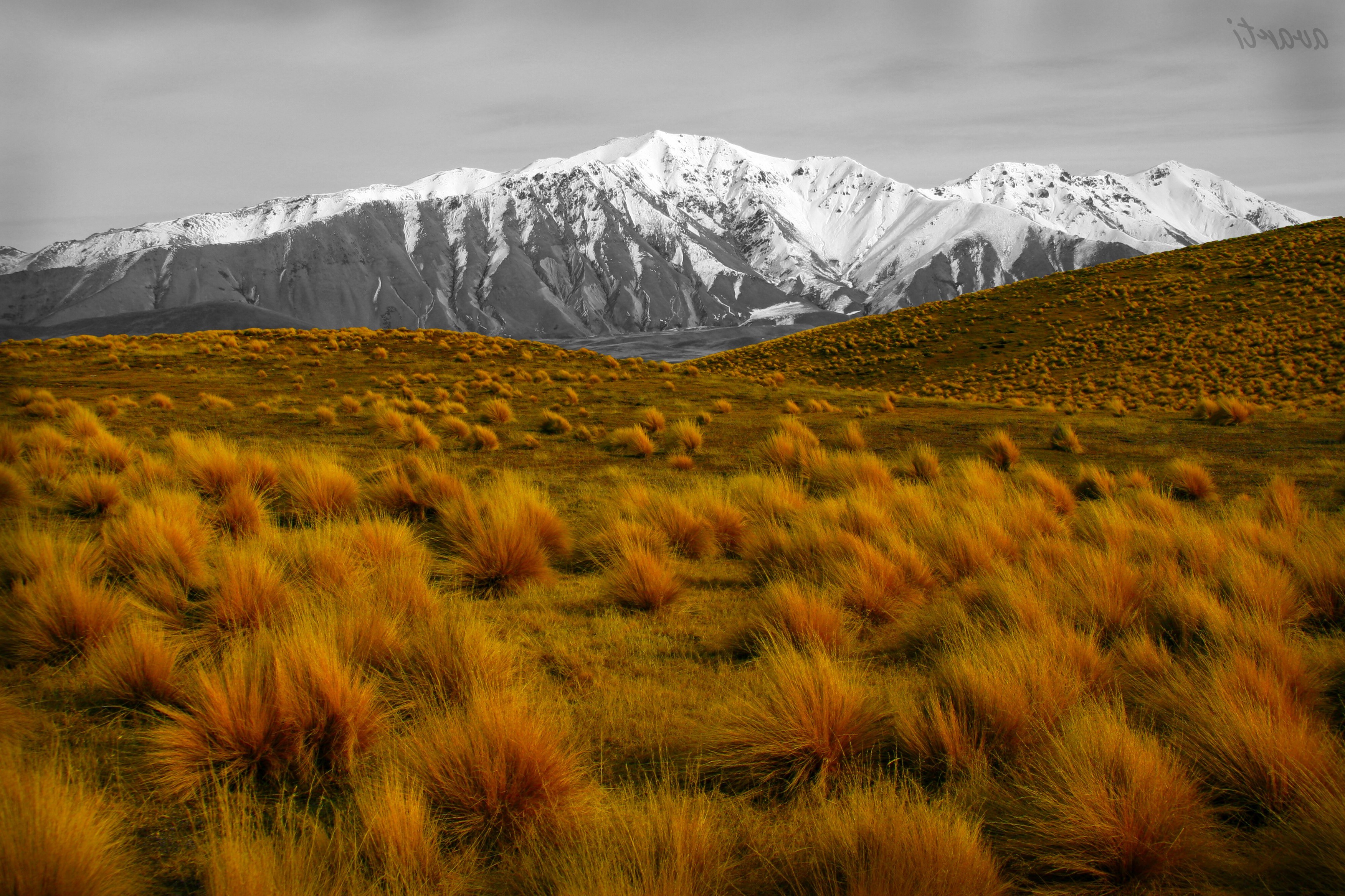 Snow-capped mountains and golden grass plains HD Wallpaper