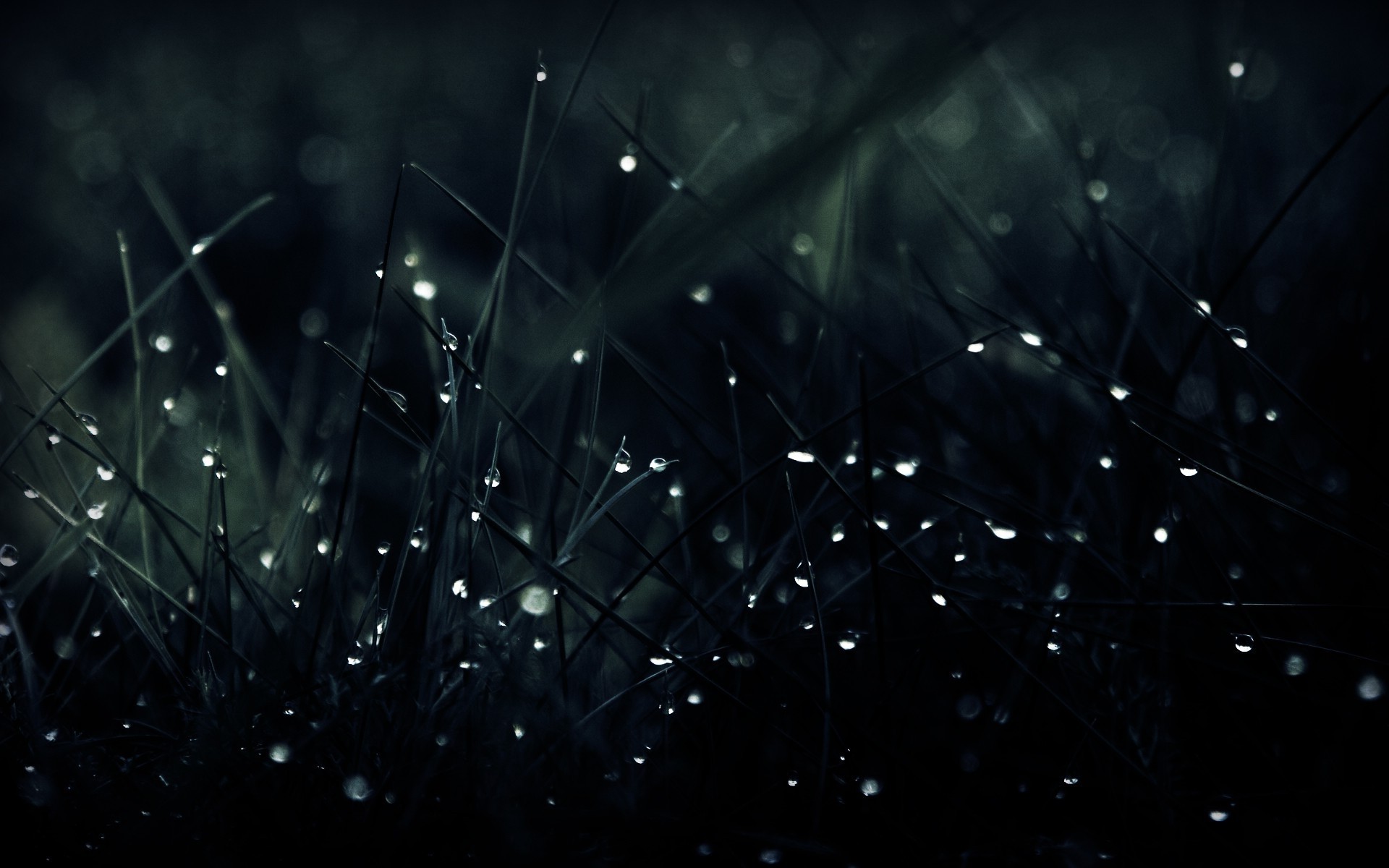 Macro view of grass with water drops HD Wallpaper
