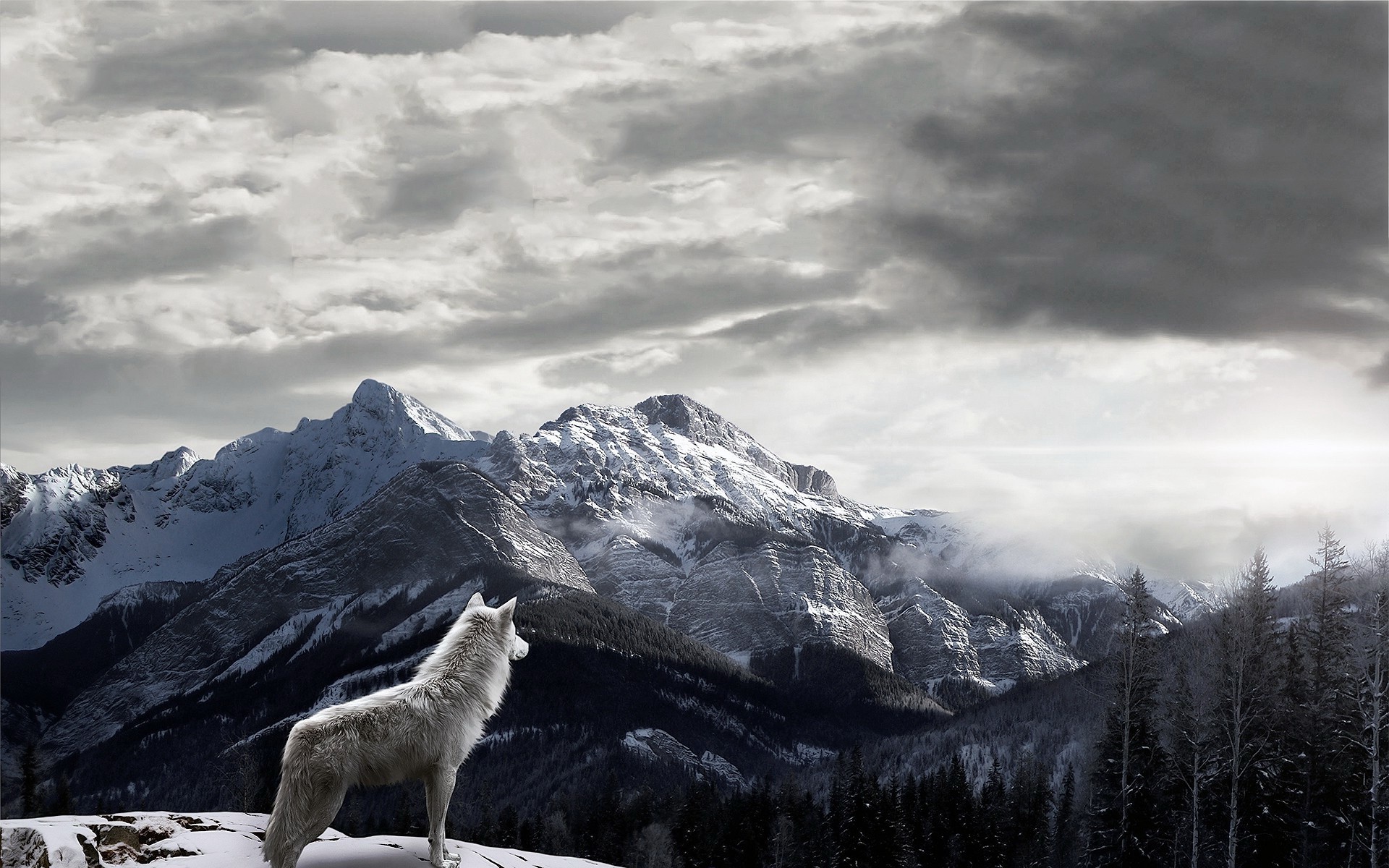 White wolf on a snowy mountain overlooking a valley HD Wallpaper