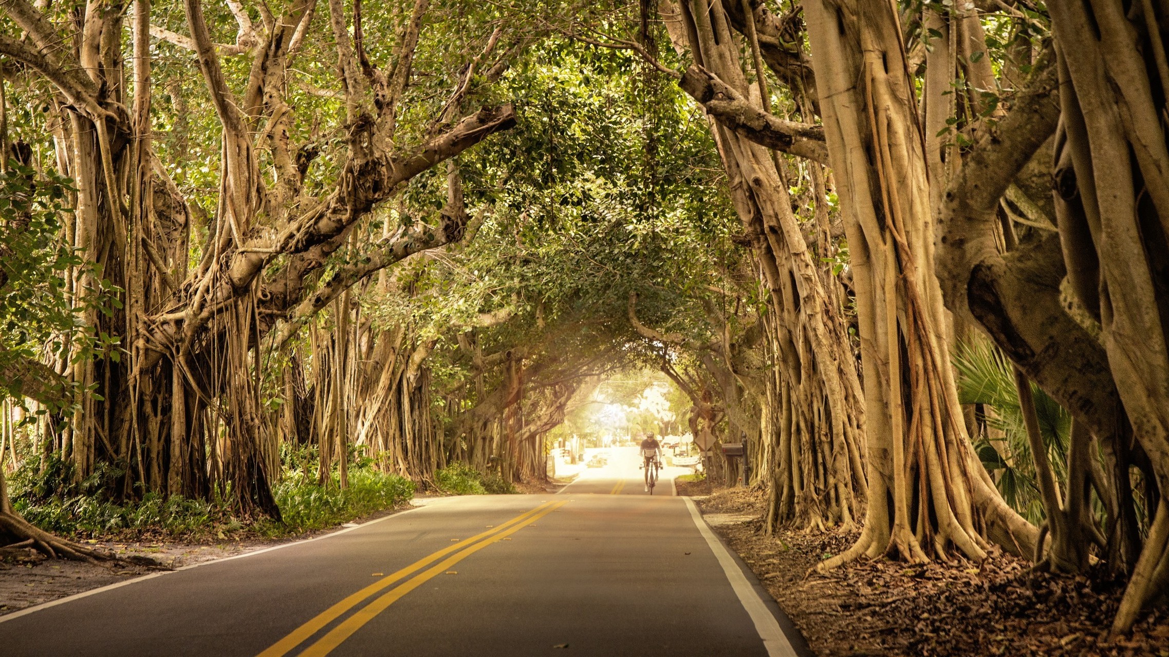 Road tunnel formed by trees with a cyclist HD Wallpaper