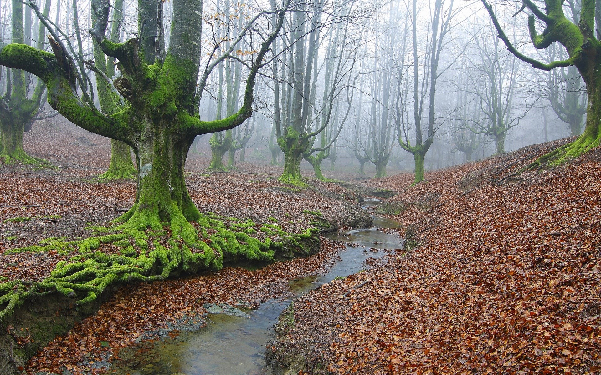 Misty forest with moss-covered trees and a stream HD Wallpaper