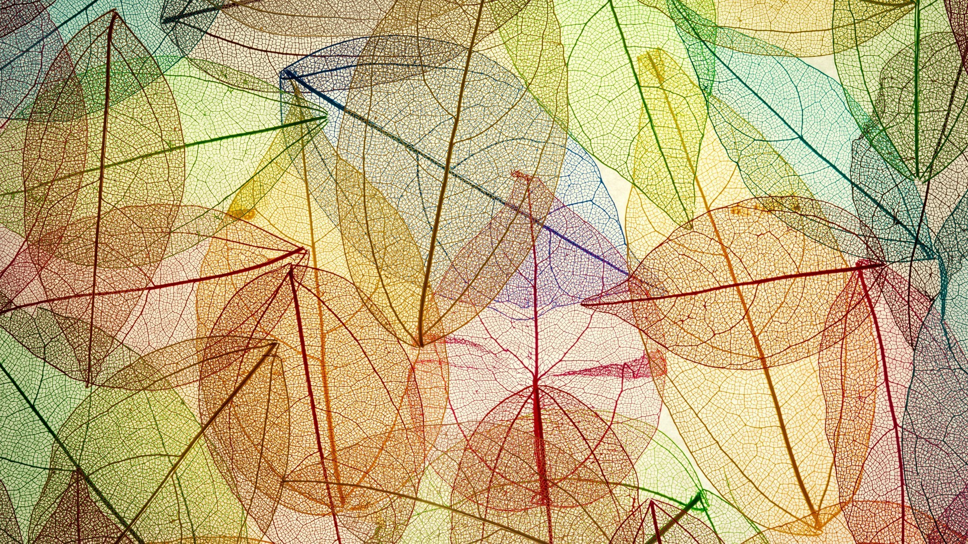 Colorful skeleton leaves pattern HD Wallpaper