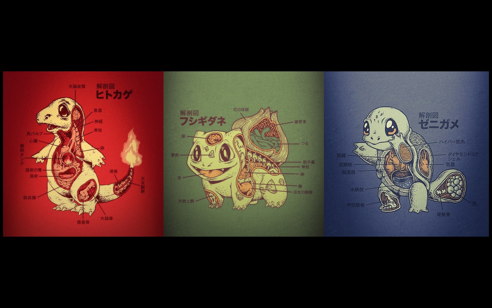 Anatomy of Charmander, Bulbasaur, and Squirtle HD Wallpaper