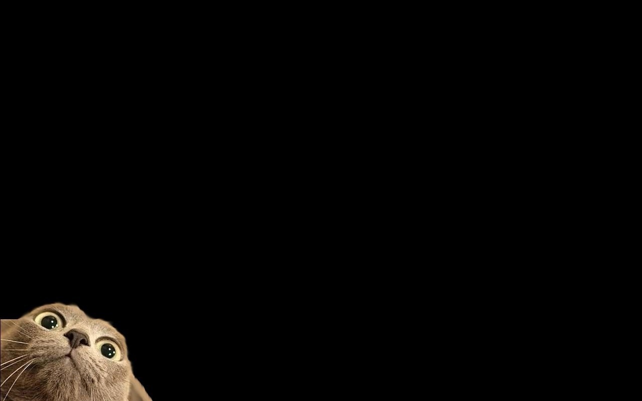 Minimalist cat peeking from the bottom HD Wallpaper