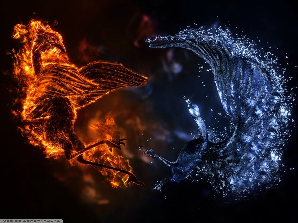 Fire bird and water bird in motion HD Wallpaper
