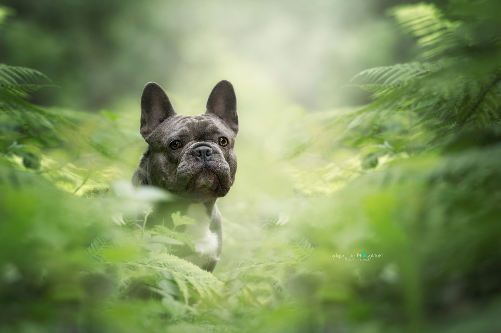 French Bulldog peeking through ferns HD Wallpaper