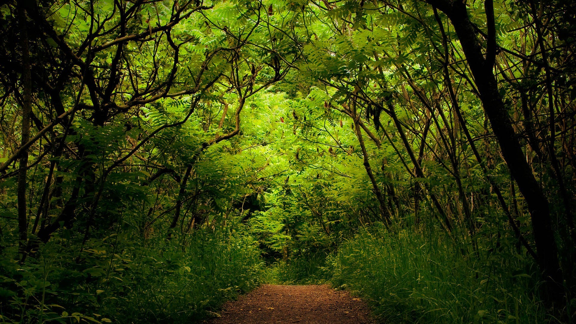 A dirt path leads through a dense green forest. HD Wallpaper