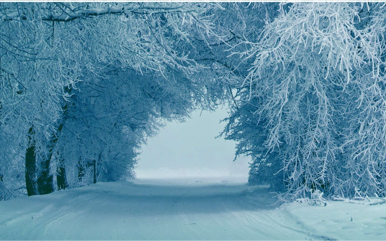 Snow-covered trees line a winter road HD Wallpaper