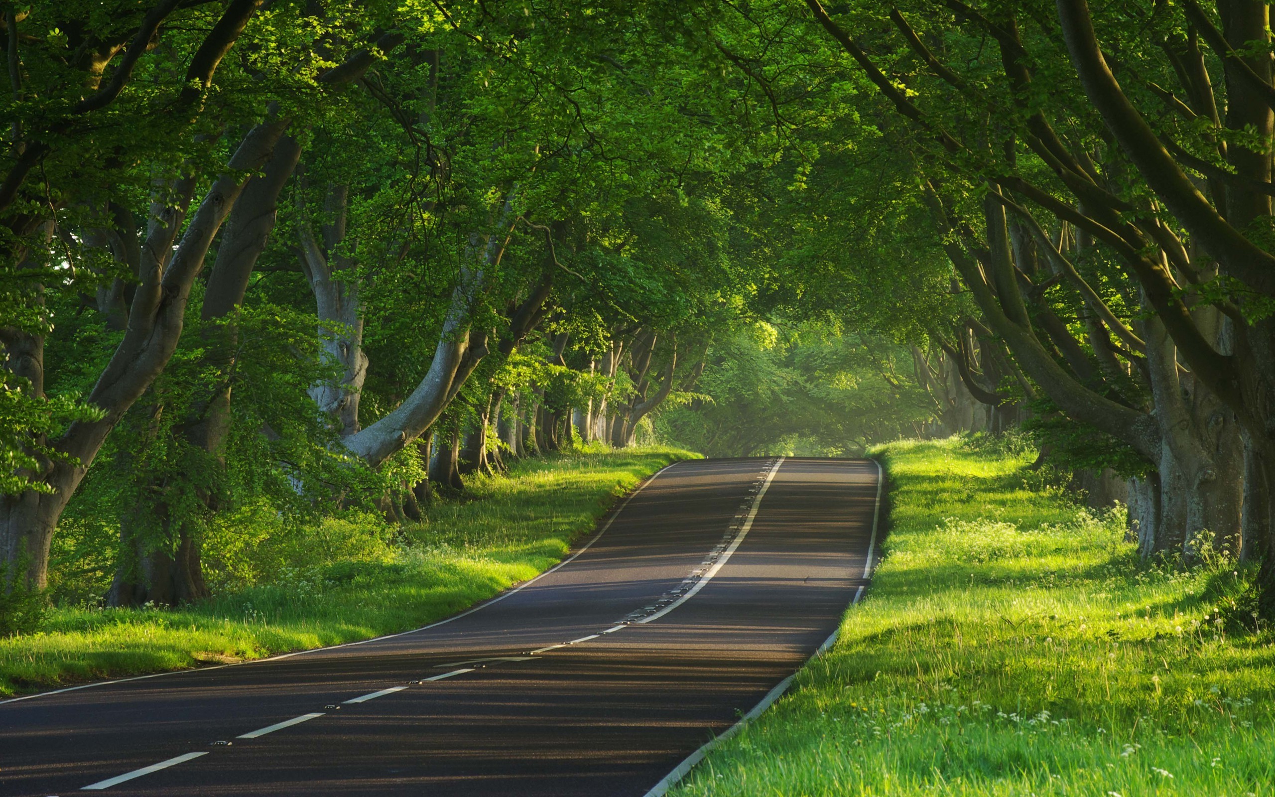 Road through a green forest tunnel HD Wallpaper
