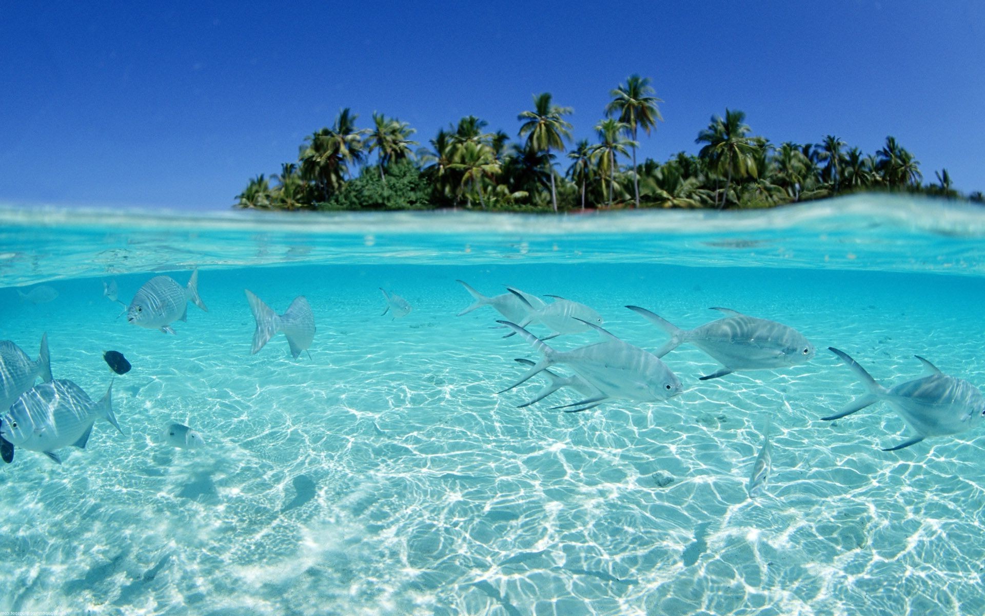 Underwater island split view with fish HD Wallpaper