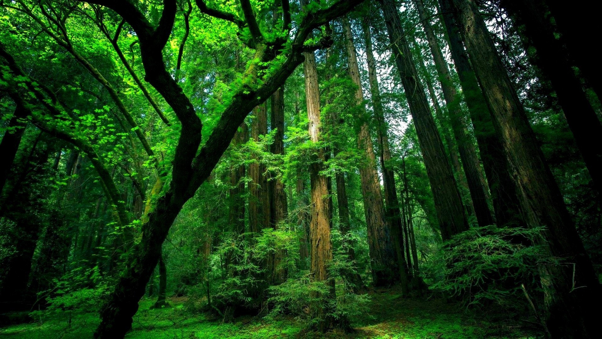 Green forest with tall trees and sunlight HD Wallpaper