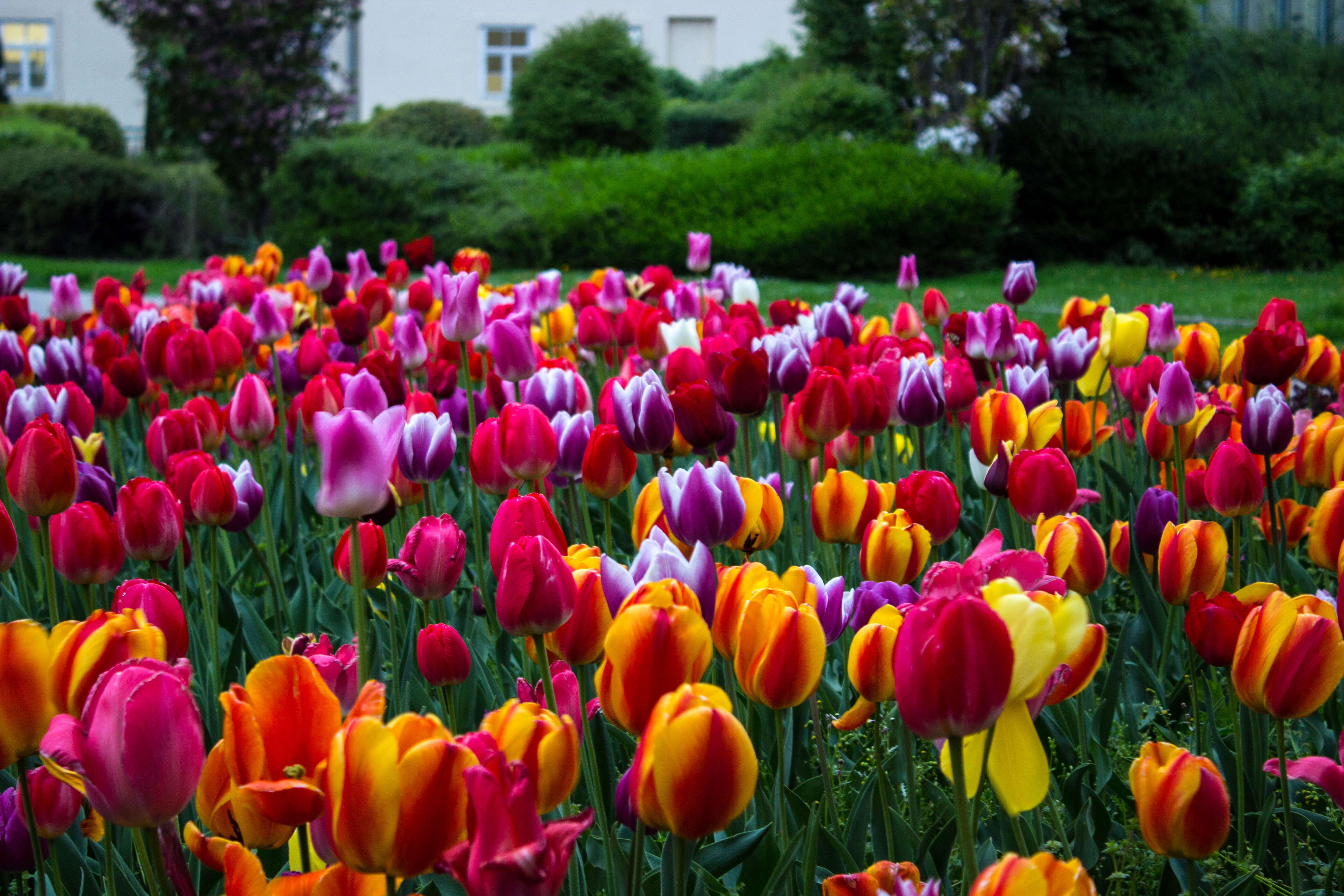 Field of colorful tulips in bloom HD Wallpaper
