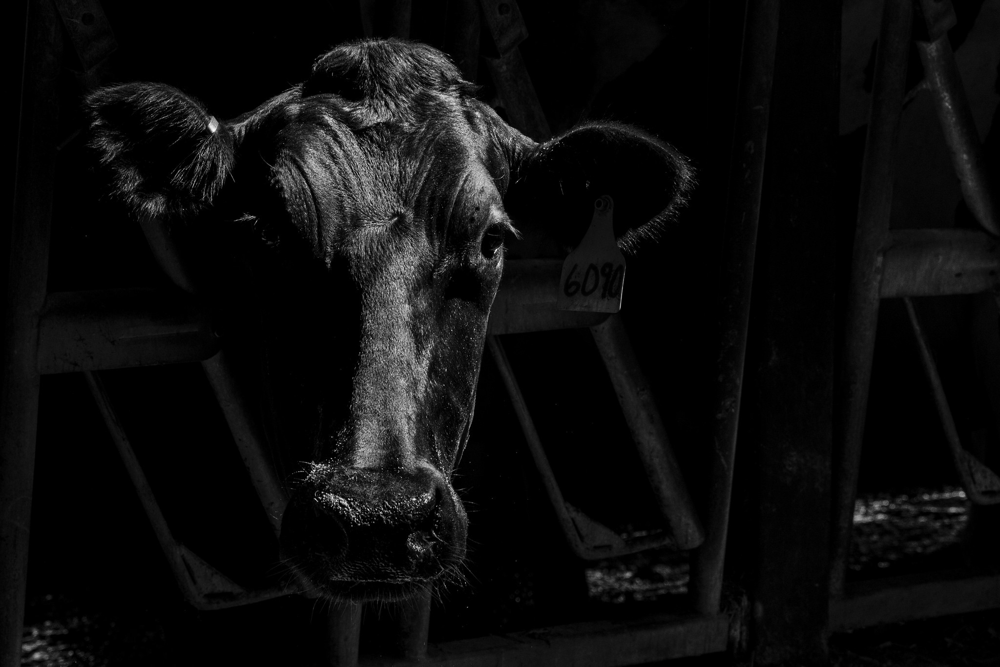 Black and white close-up of a cow HD Wallpaper