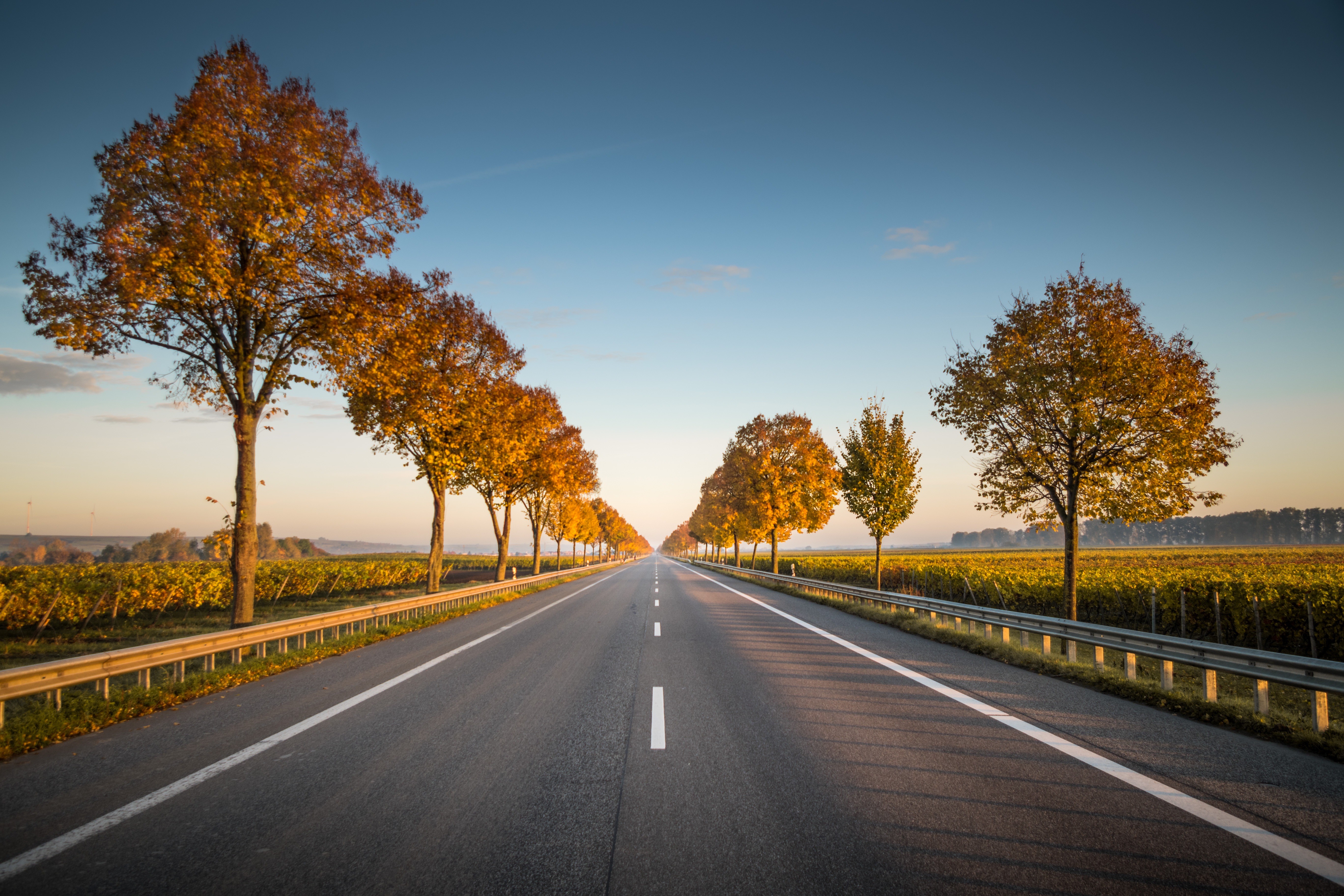 Road lined with autumn trees HD Wallpaper
