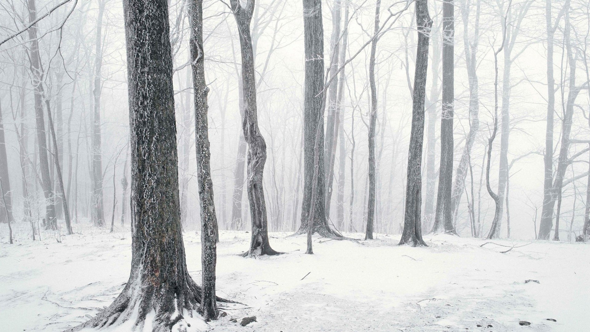 Winter forest with snow and fog HD Wallpaper