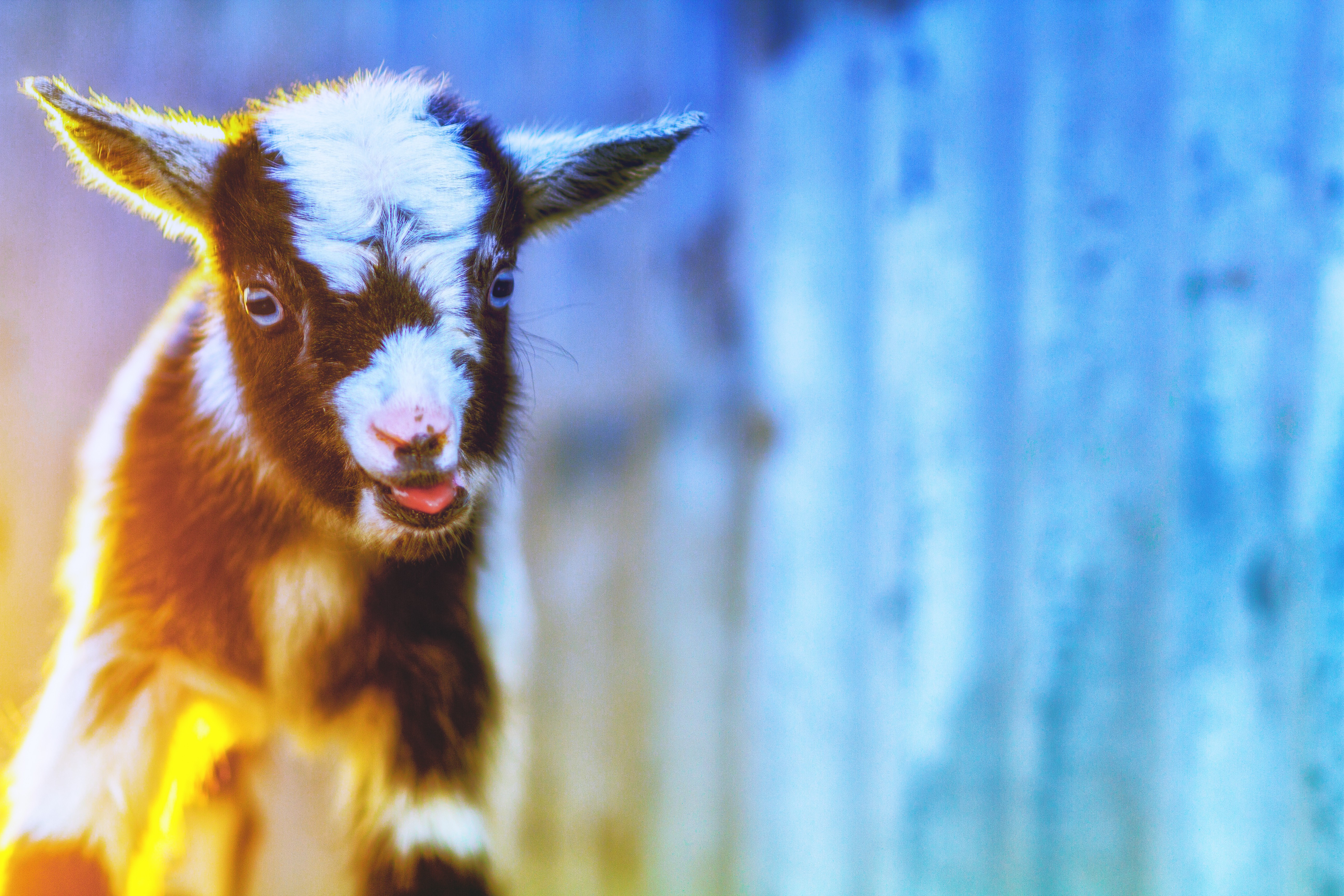 Baby goat with tongue sticking out HD Wallpaper