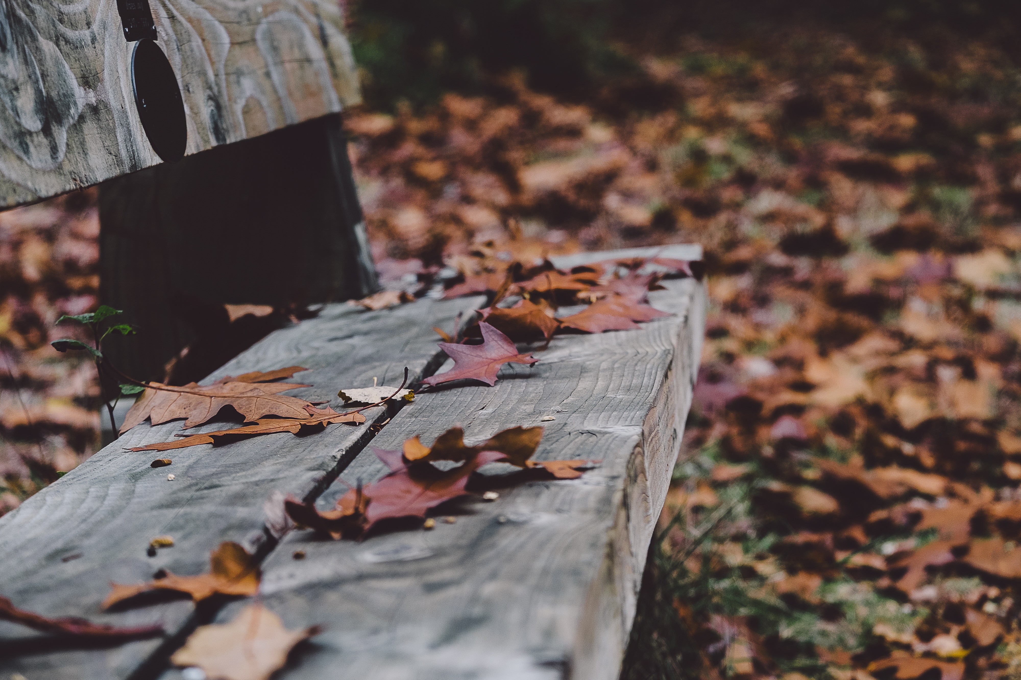Fallen leaves on a wooden bench in autumn HD Wallpaper