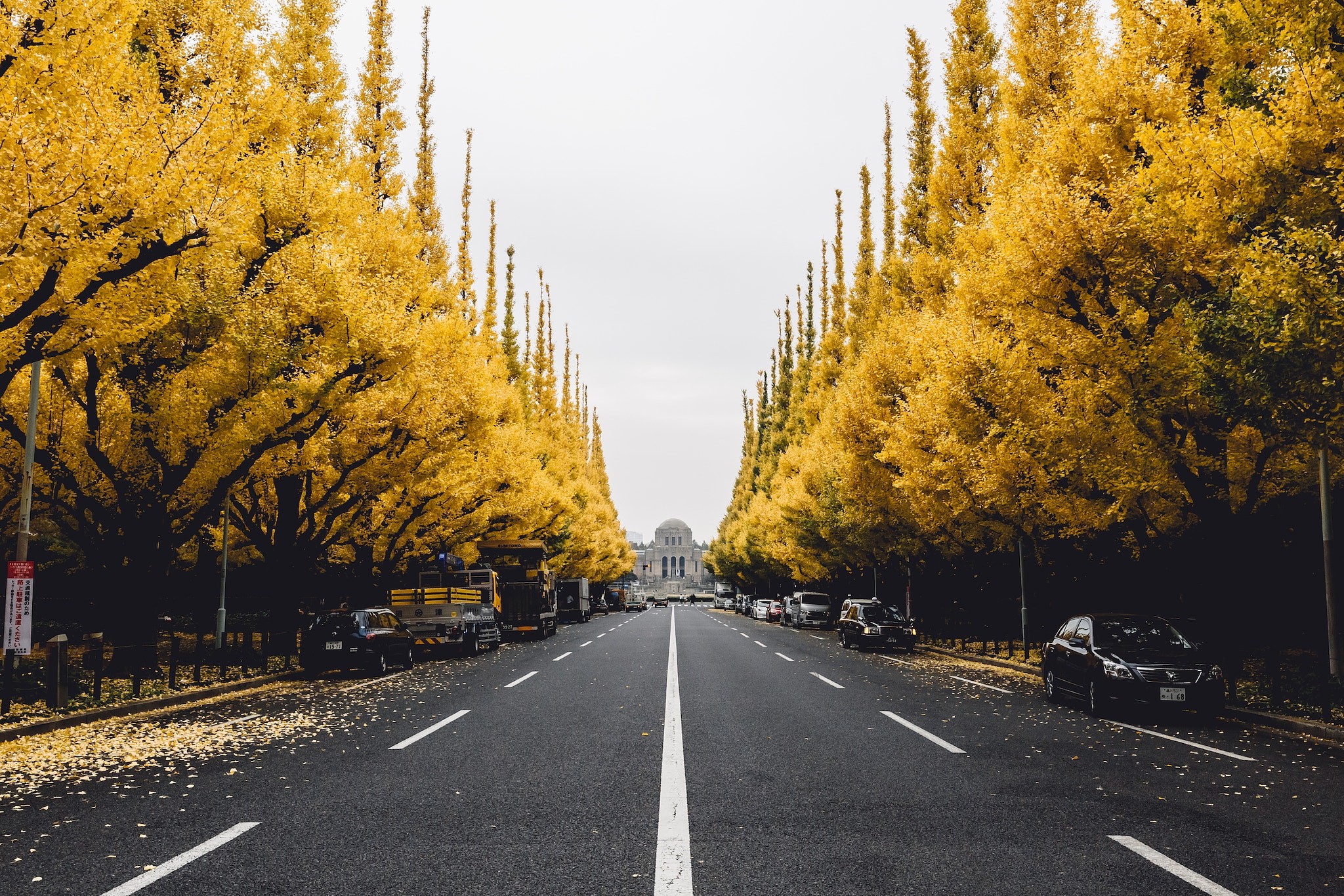 Street lined with yellow ginkgo trees and a building HD Wallpaper