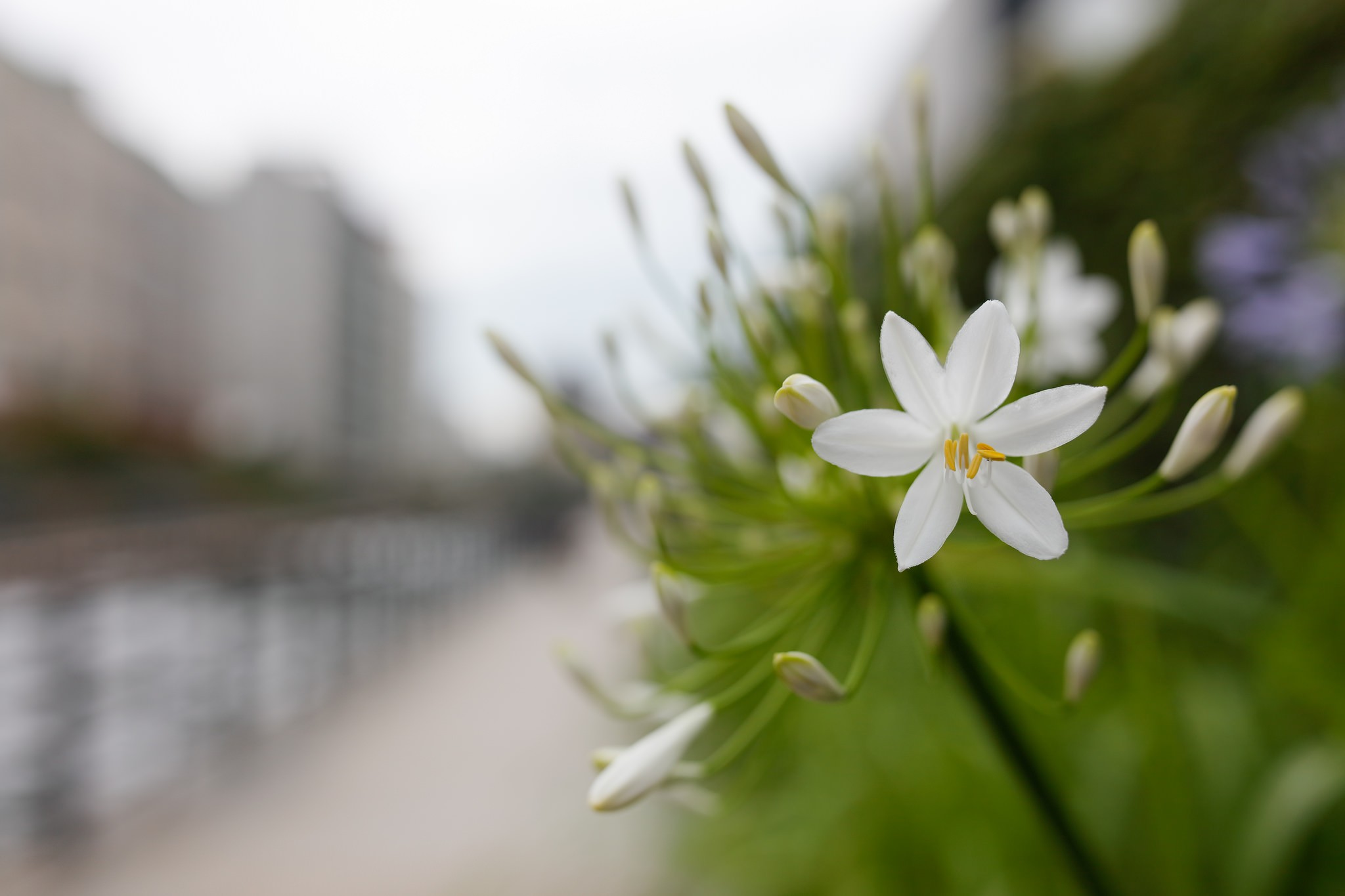 White flower with buds and blurred background HD Wallpaper