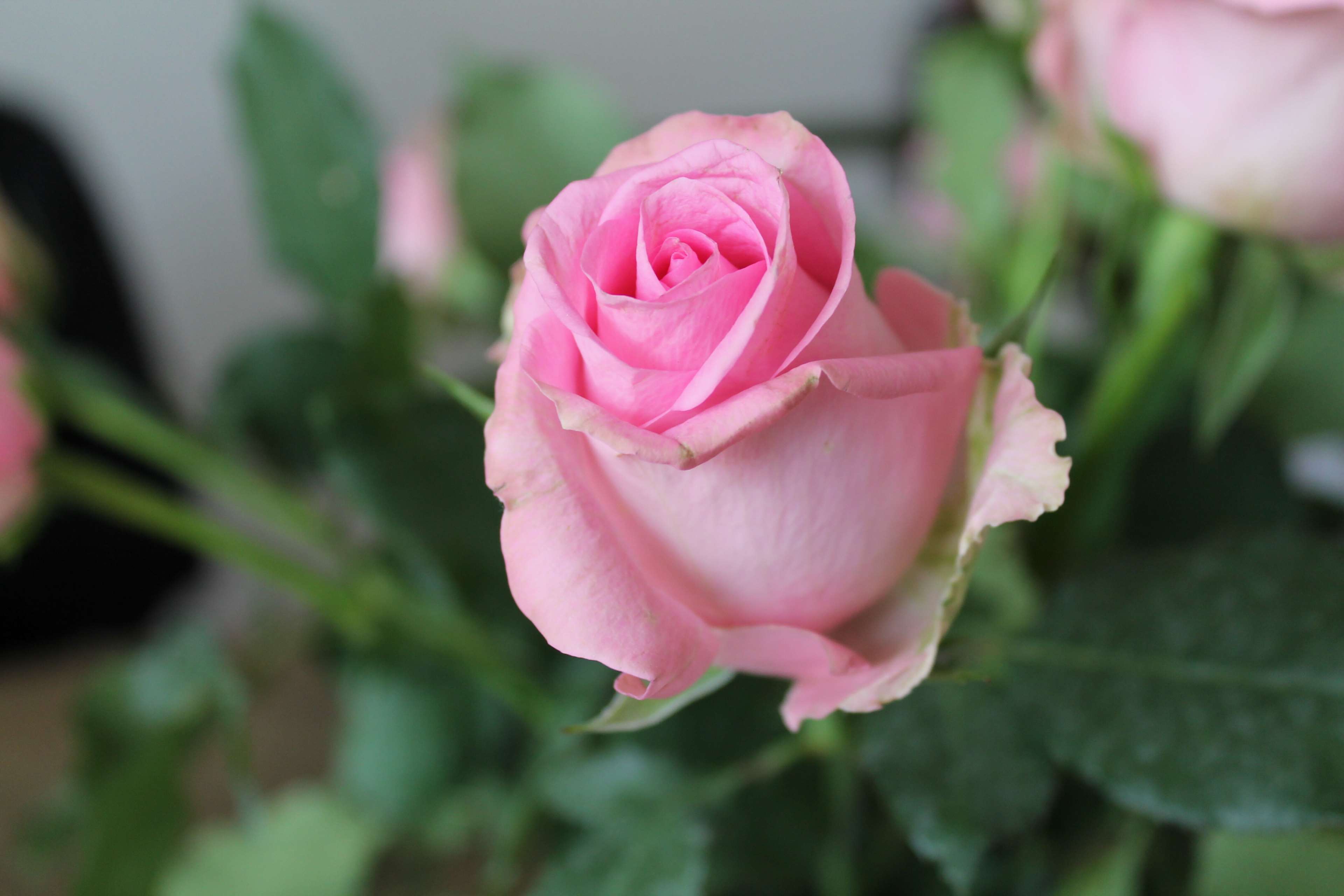 Pink rose with green leaves 4K HD Wallpaper