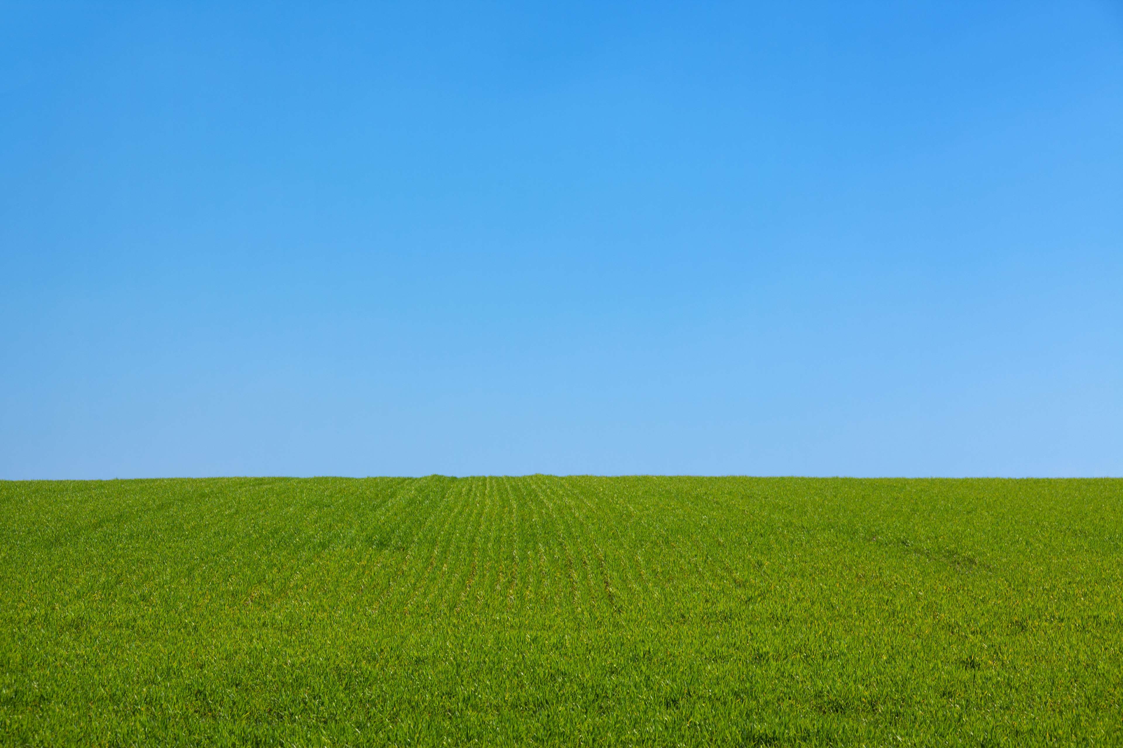 Green field under a clear blue sky HD Wallpaper
