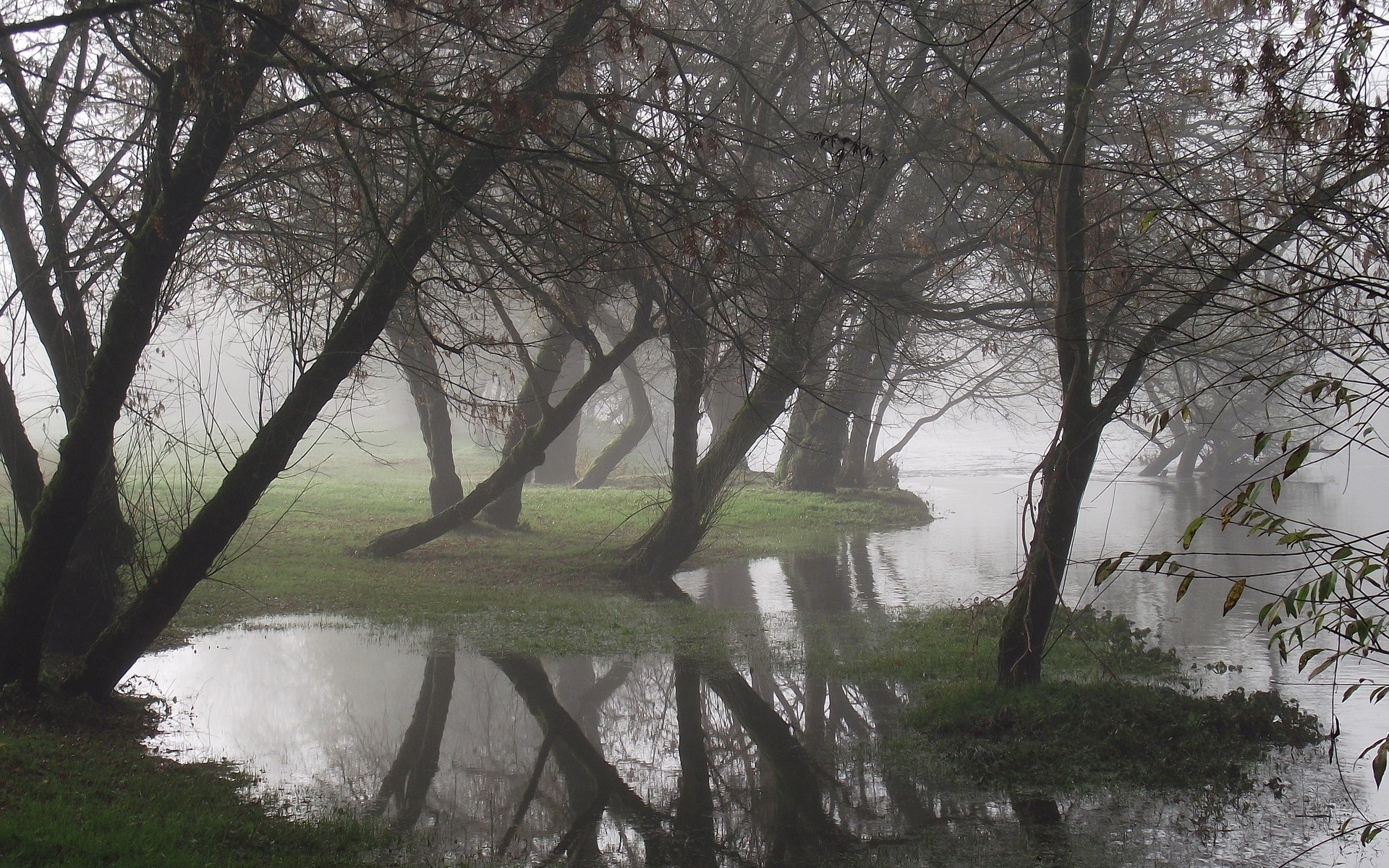 Misty forest with bare trees and a river HD Wallpaper