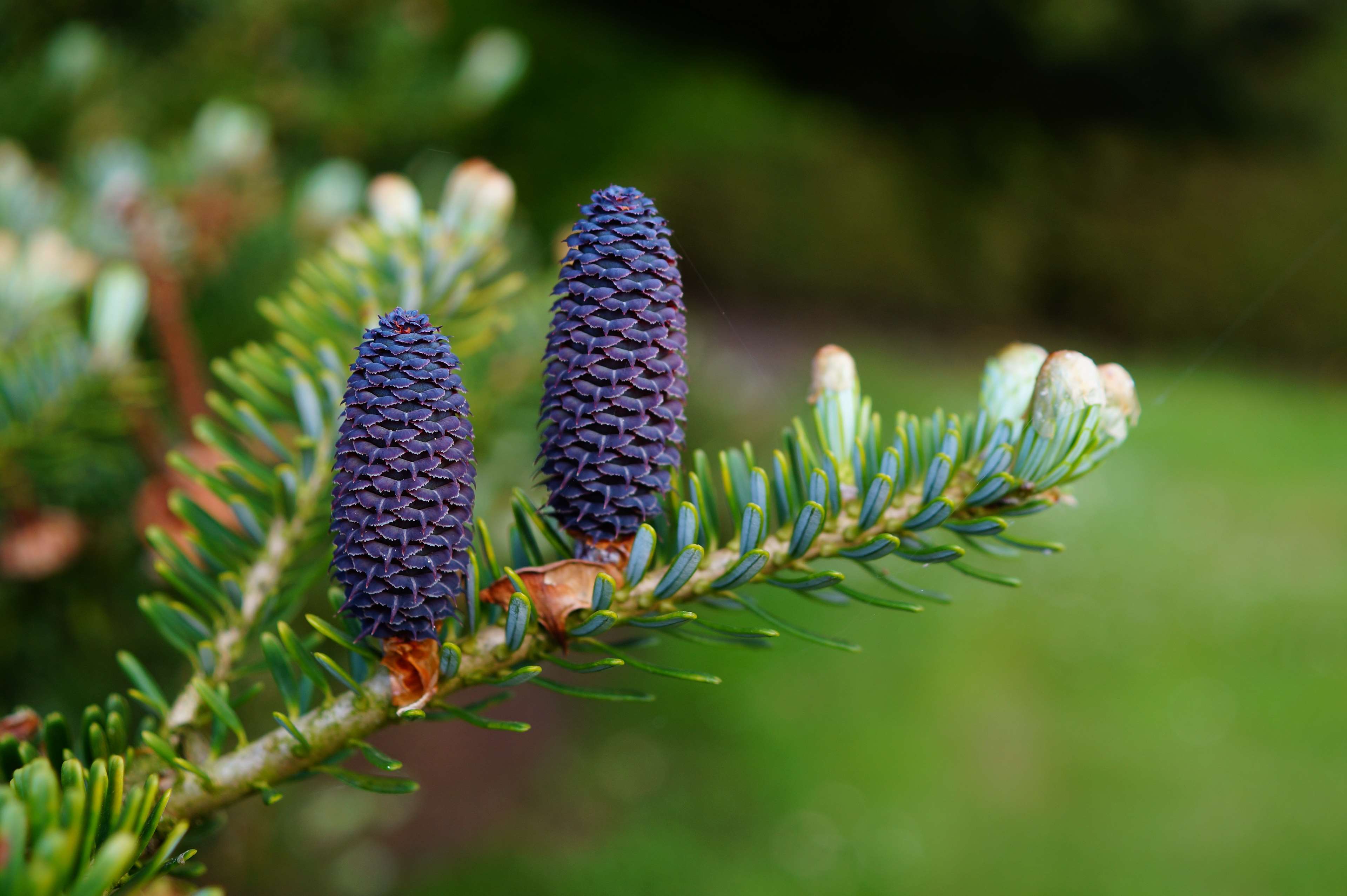 Purple pine cones on a pine branch HD Wallpaper