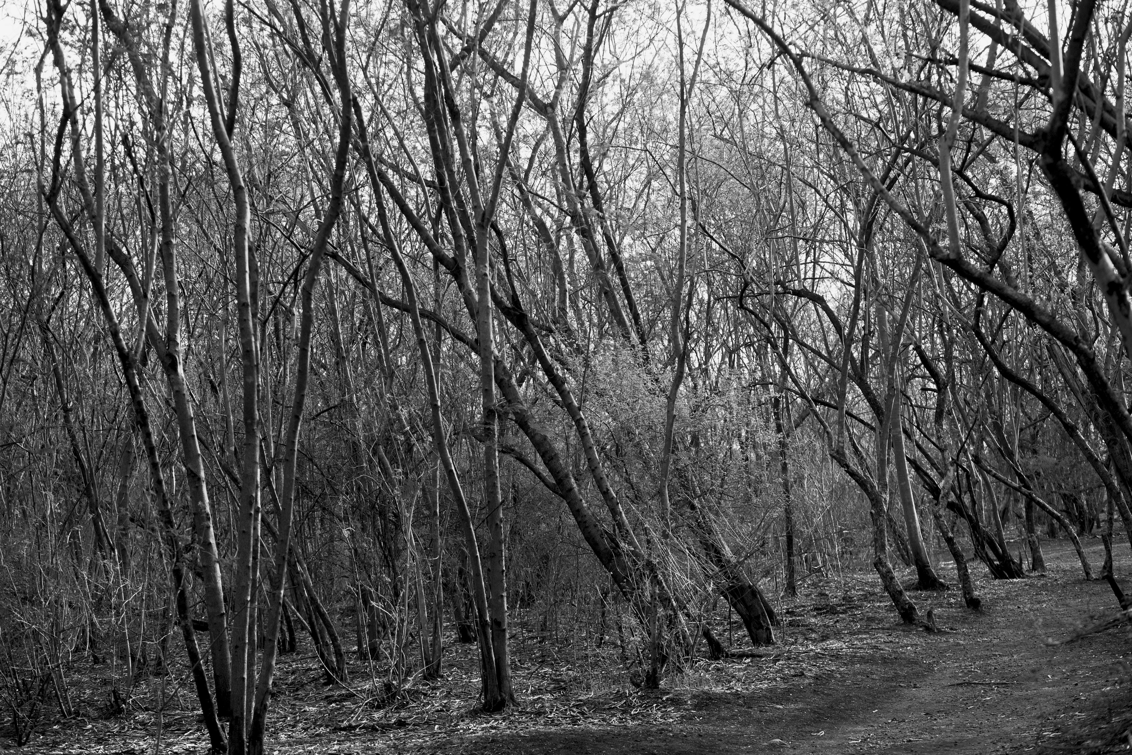 Black and white forest with bare trees HD Wallpaper