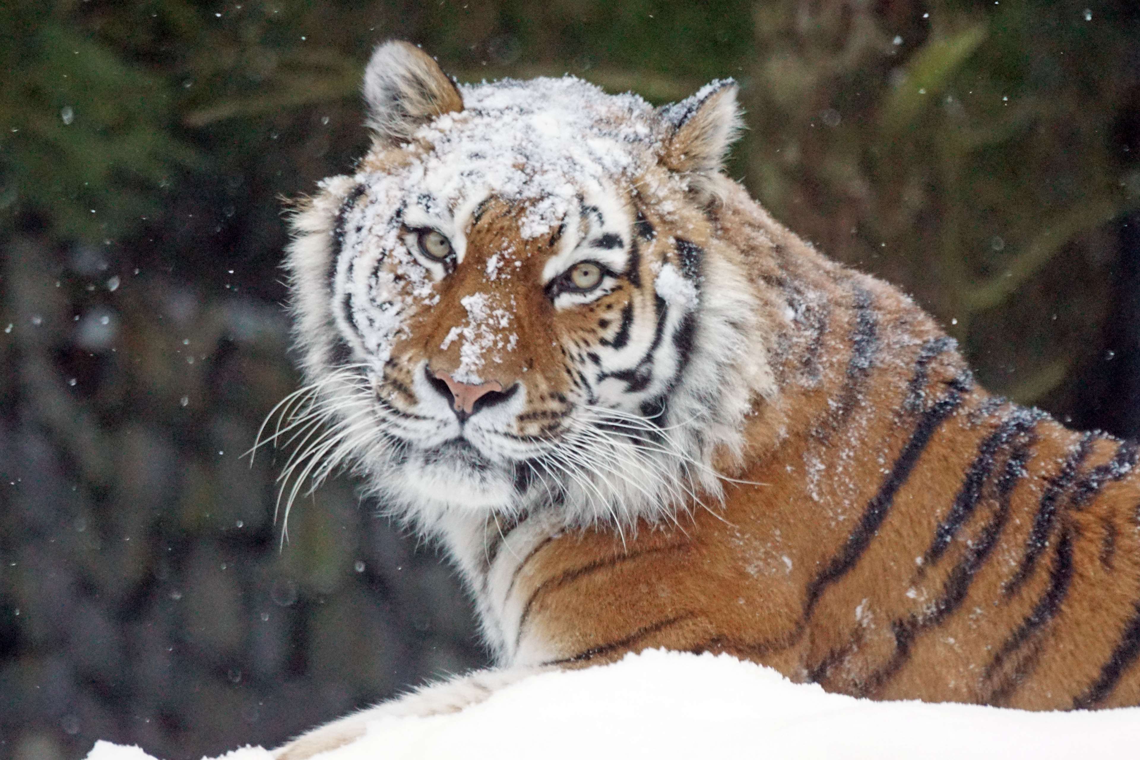 Siberian Tiger in Snow HD Wallpaper