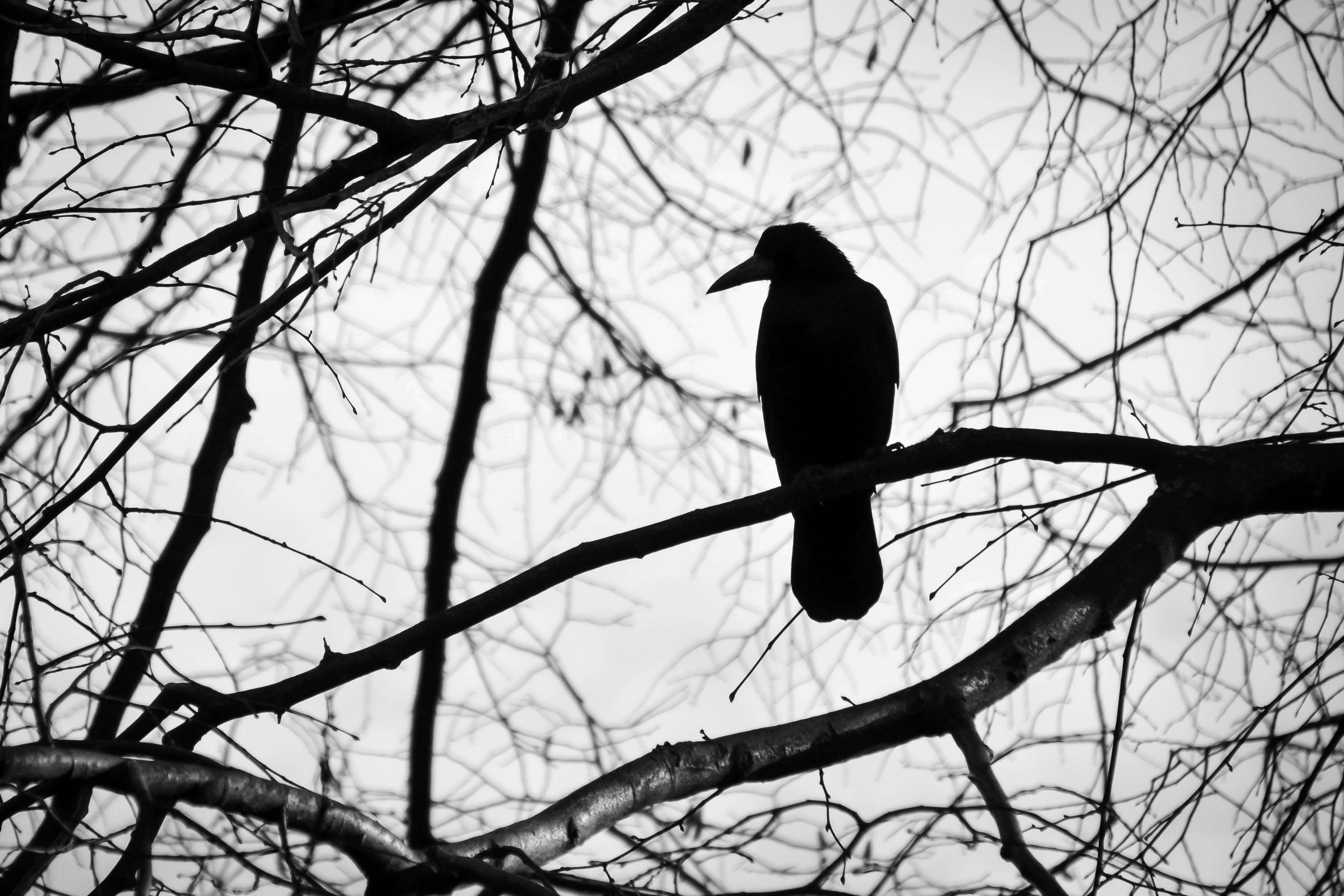 Silhouette of a crow perched on a bare tree branch HD Wallpaper