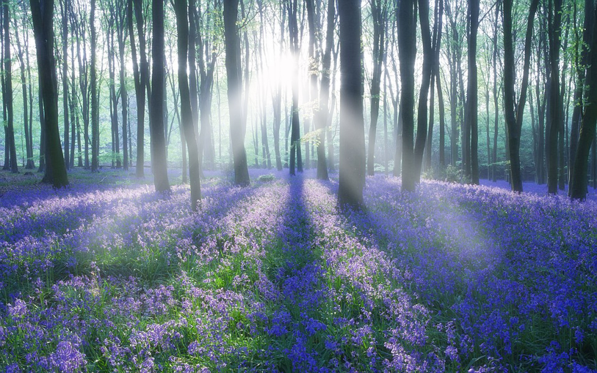 Sunlight streams through a forest floor covered in bluebells HD Wallpaper