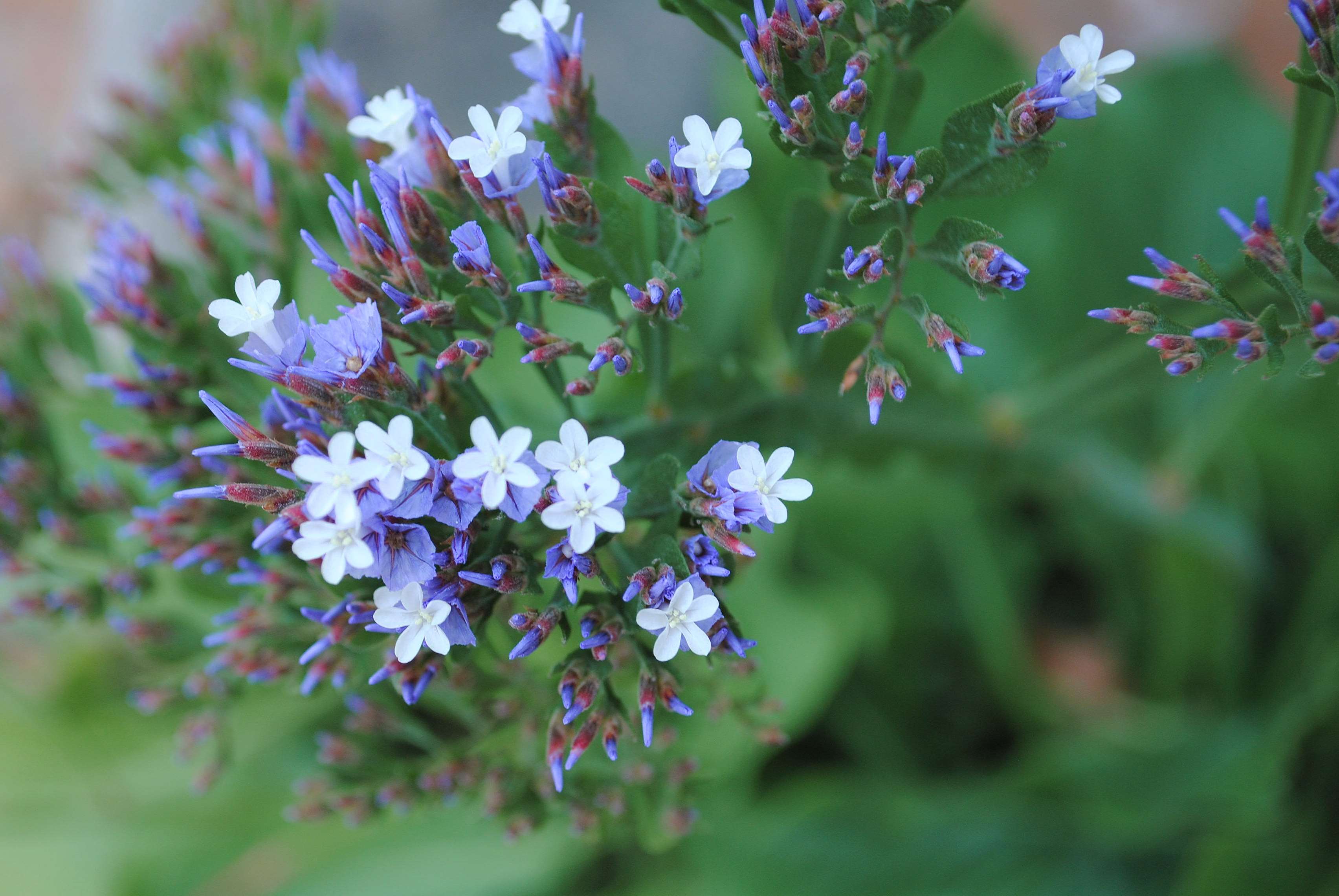 Close-up of delicate purple and white flowers HD Wallpaper