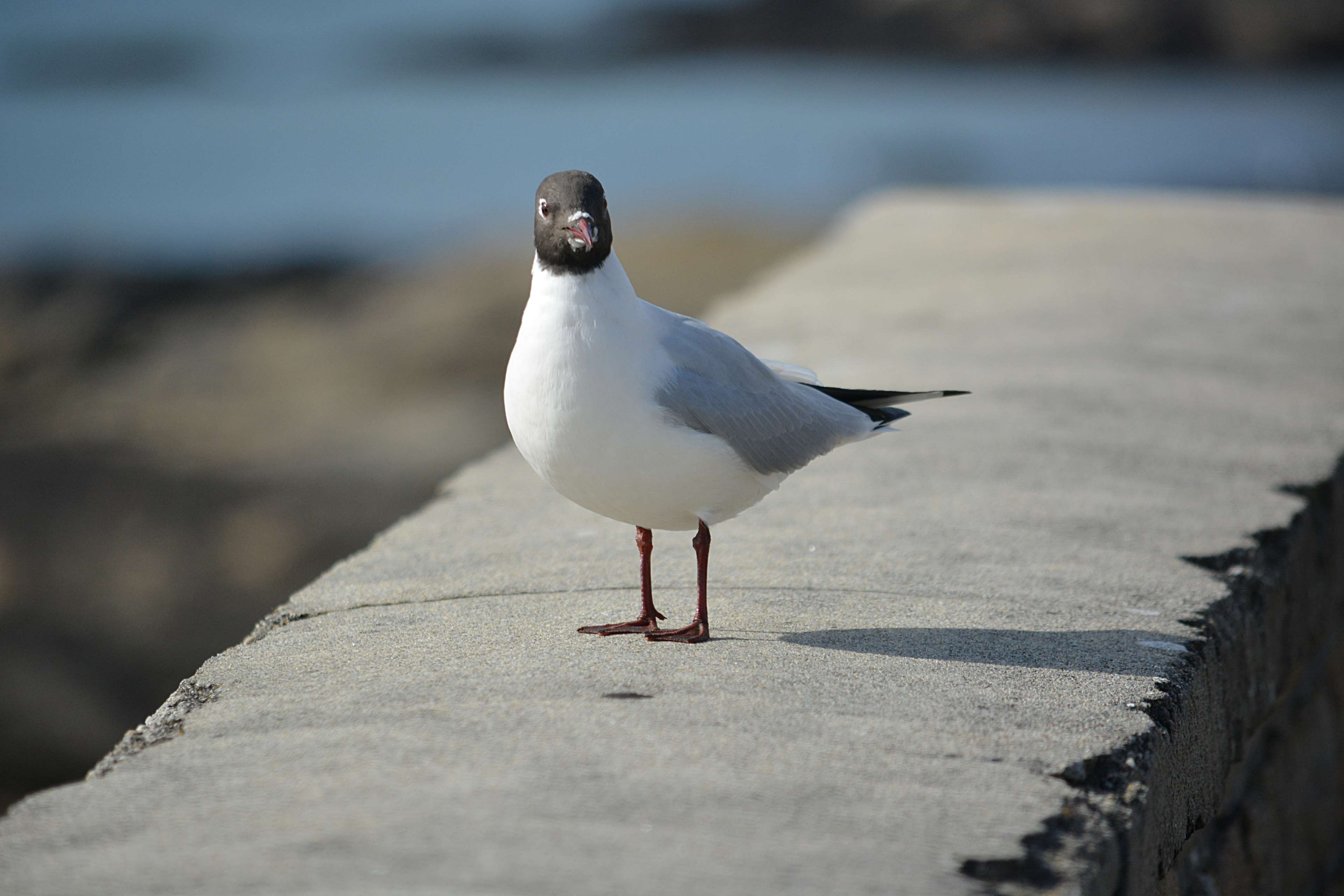 Black-headed gull standing on a wall HD Wallpaper