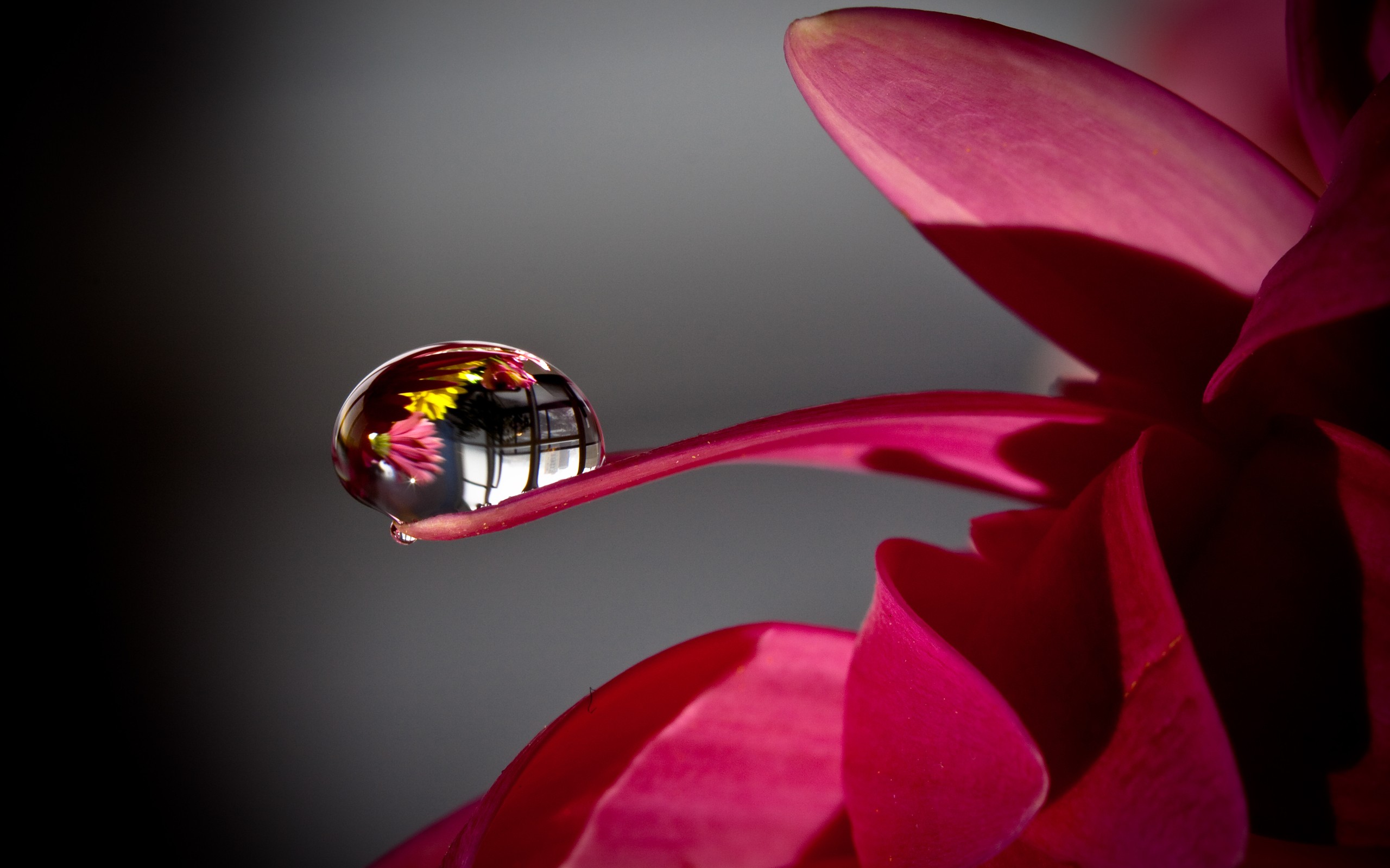 Water drop reflecting flowers on a pink petal HD Wallpaper