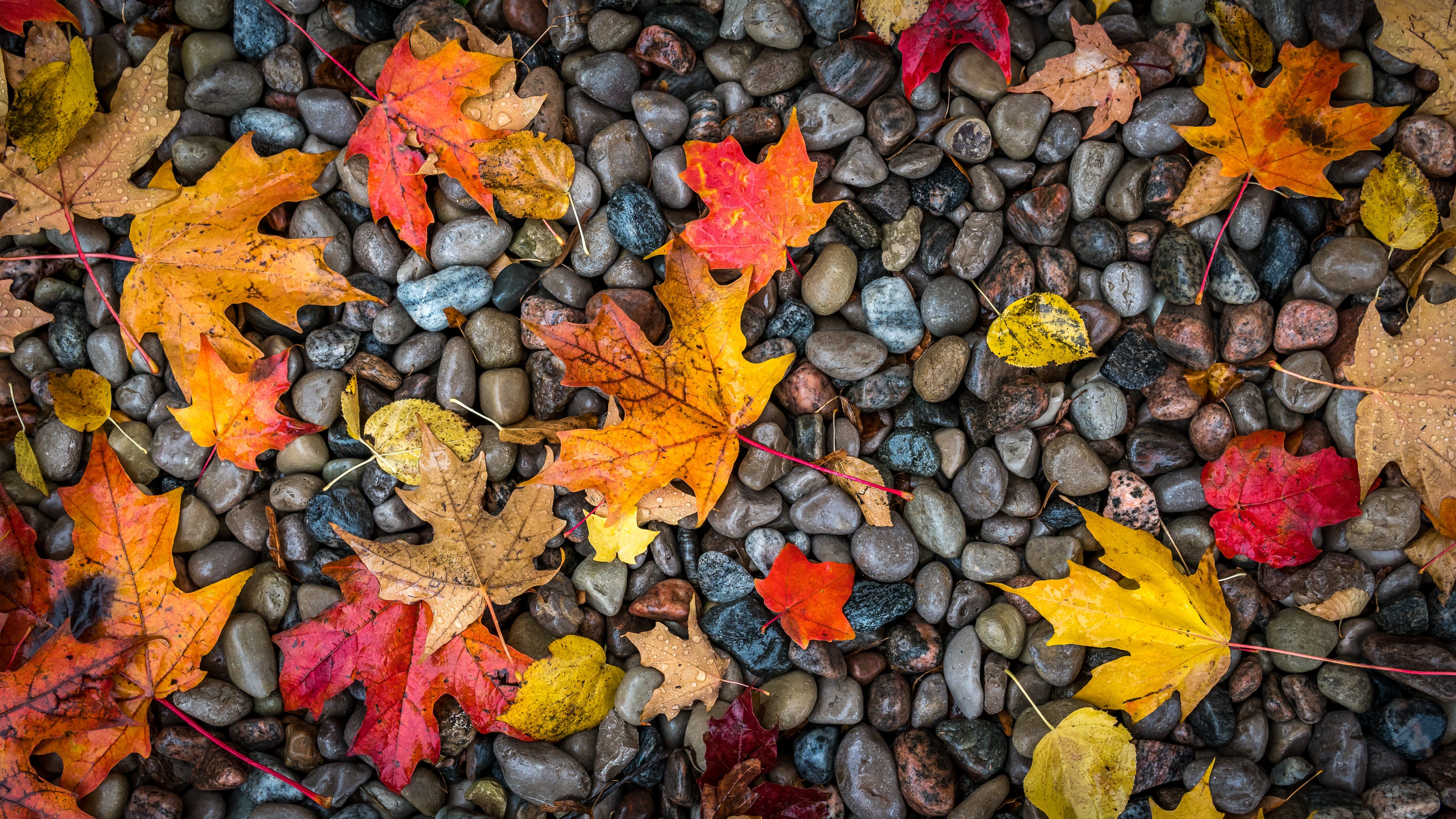 Wet autumn maple leaves on stones HD Wallpaper