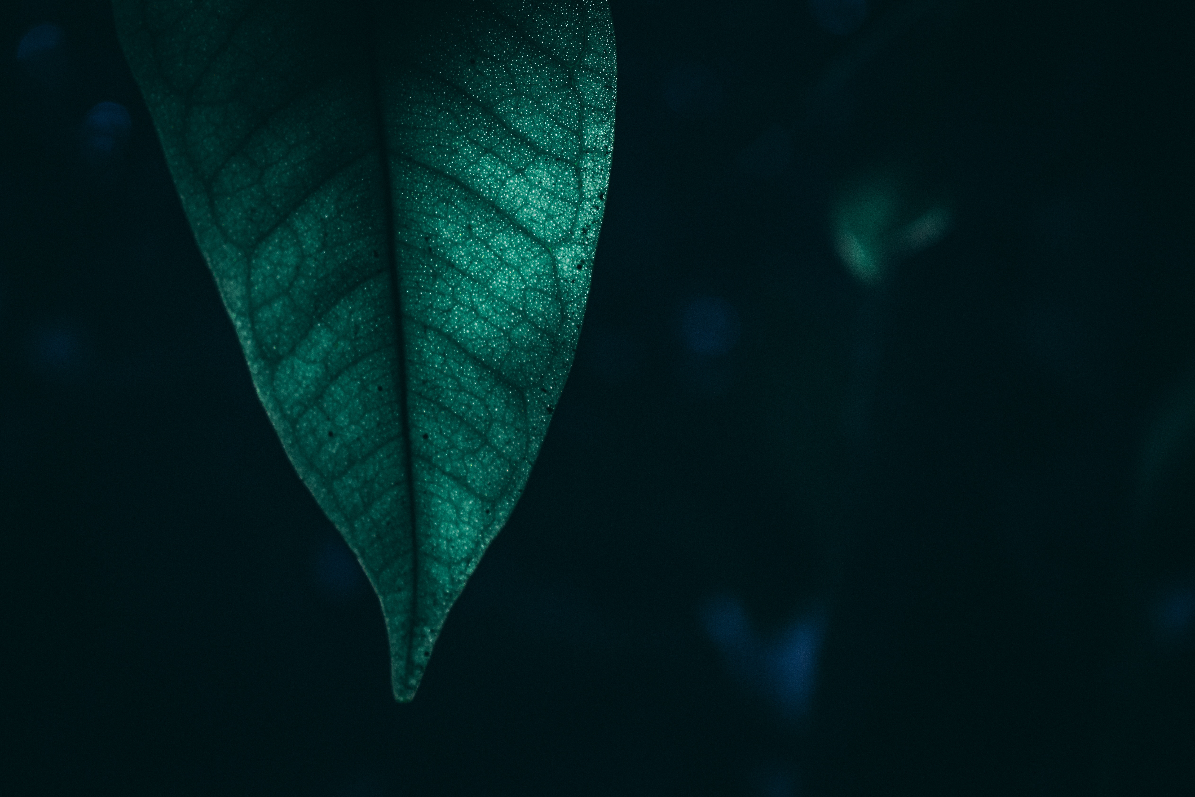 Macro view of a green leaf with dark background HD Wallpaper